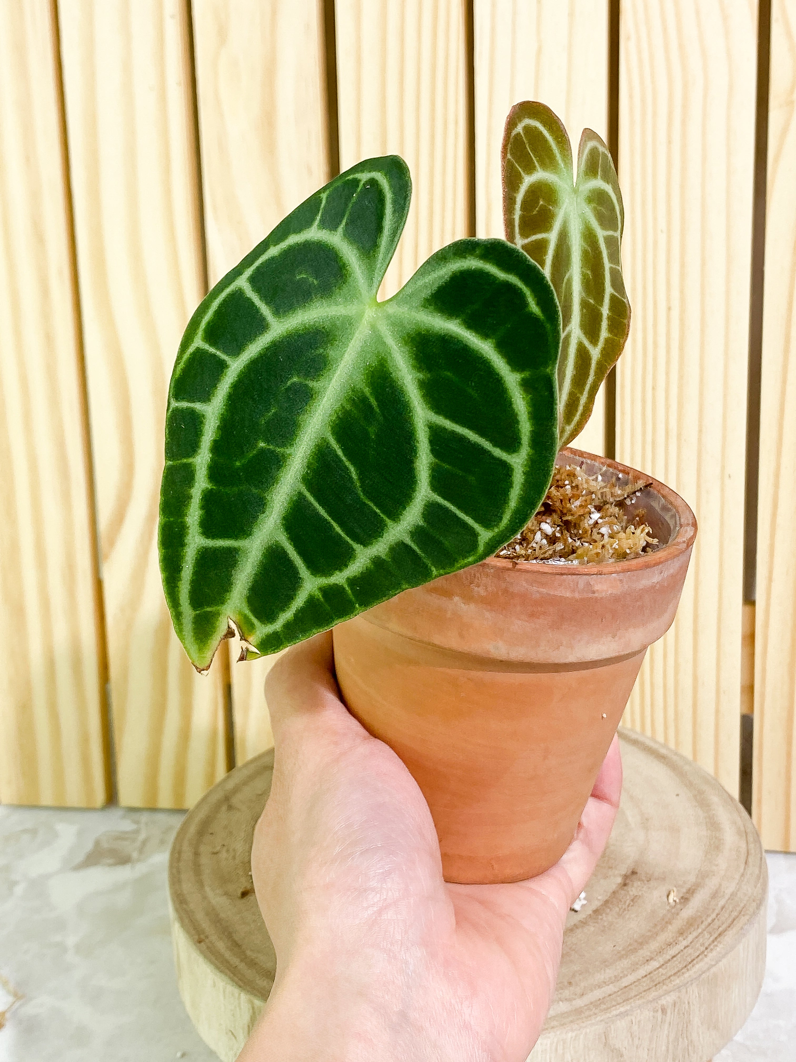 Anthurium King Clarinervium (True form) 2 leaves Rooting