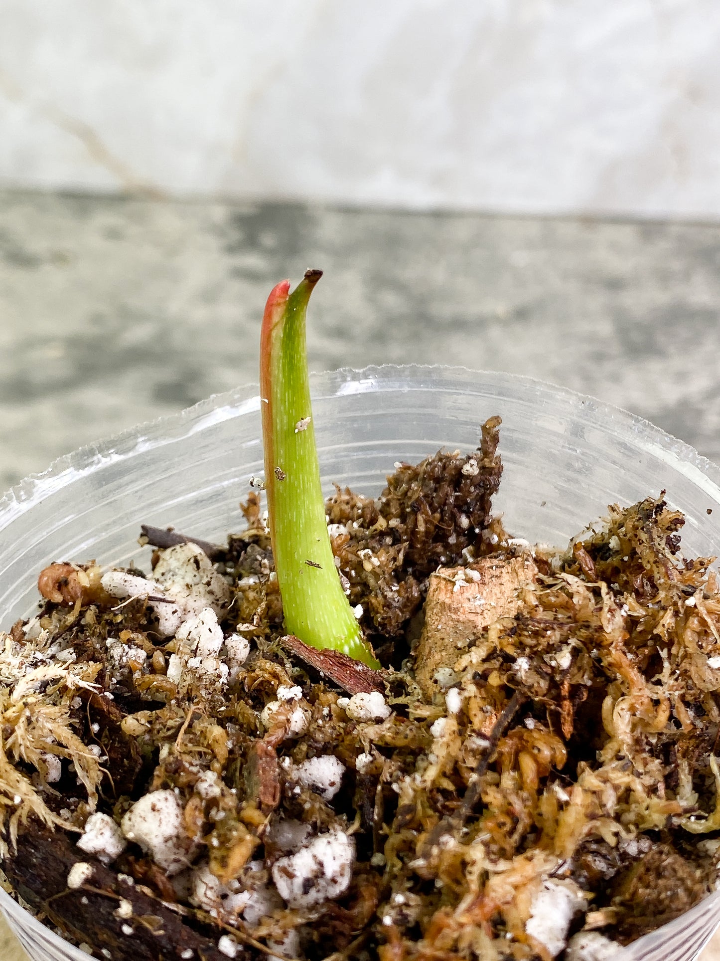 Philodendron Glorious sprout slightly rooted