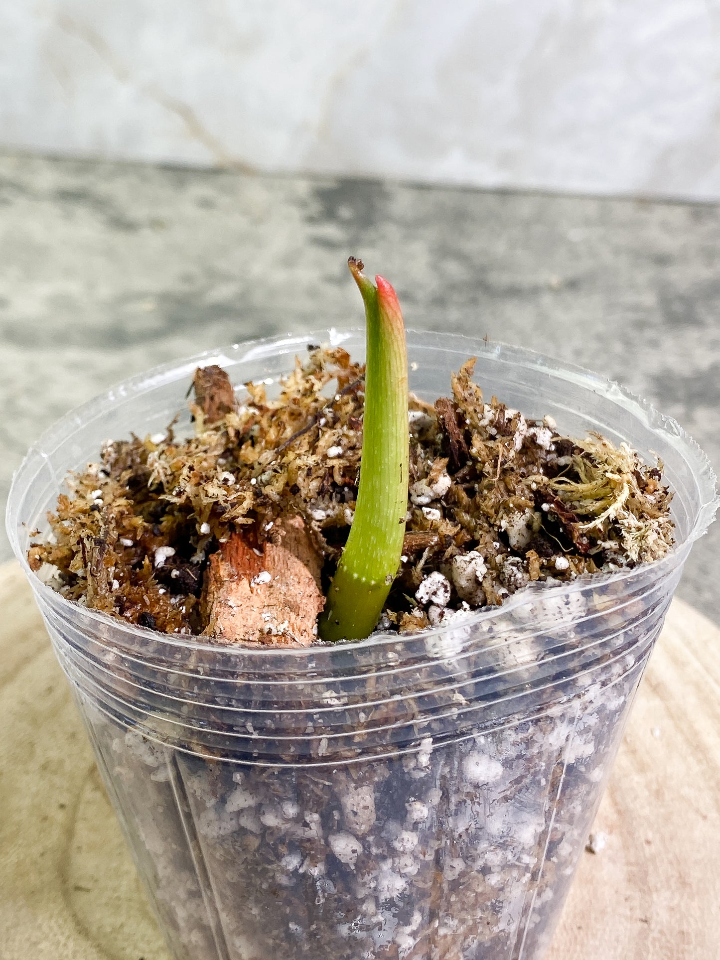 Philodendron Glorious sprout slightly rooted