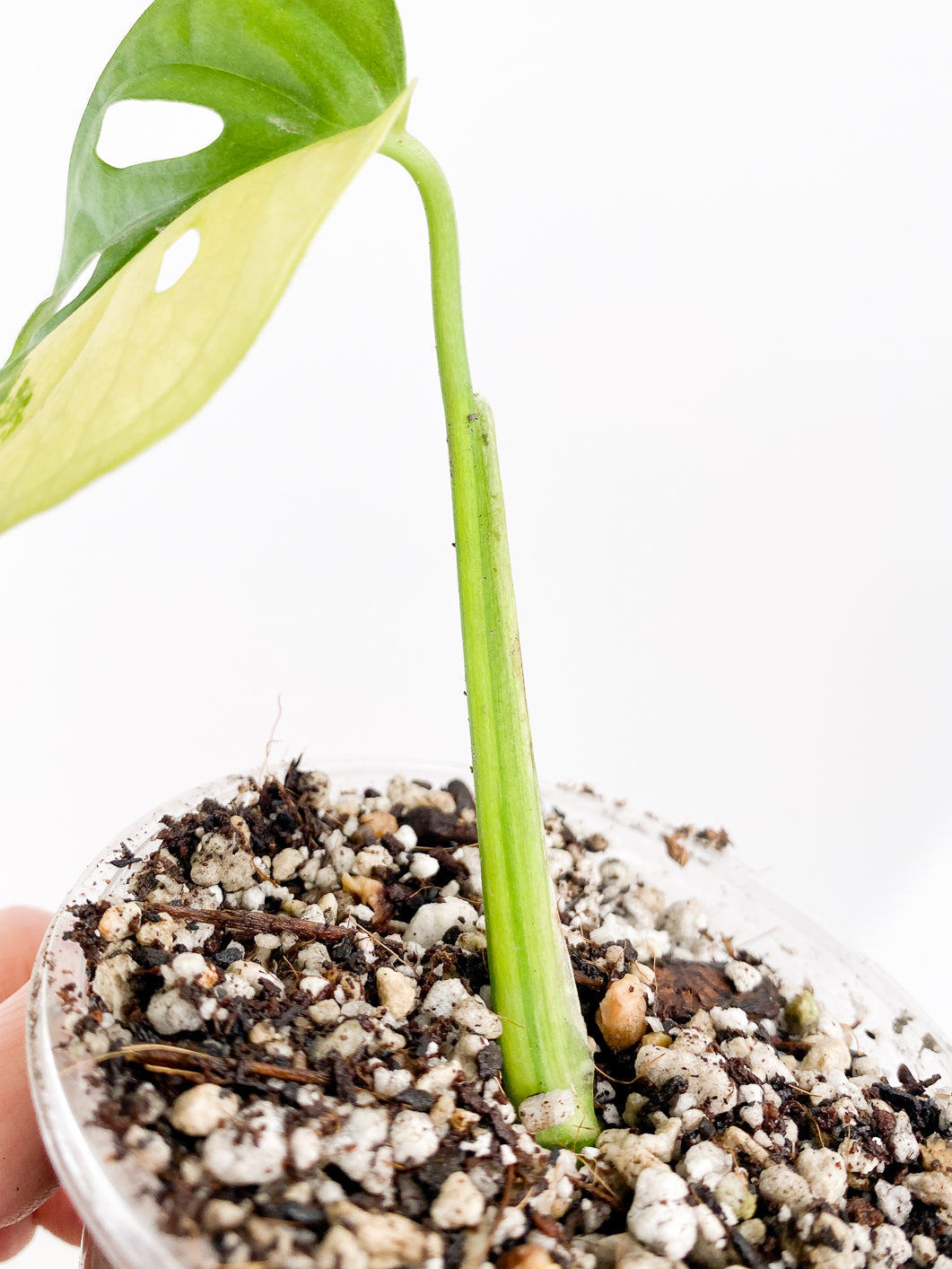 Monstera Adansonii Aurea 1 leaf slightly rooted