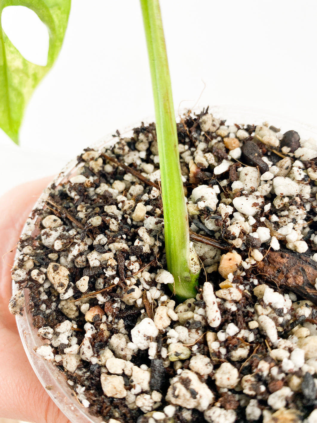 Monstera Adansonii Aurea 1 leaf slightly rooted