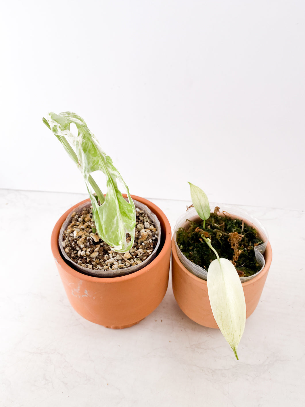 Combo deal! Philodendron Florida Ghost mint 2 leaves + 1 leaf Monstera Adansonii Super mint slightly rooted