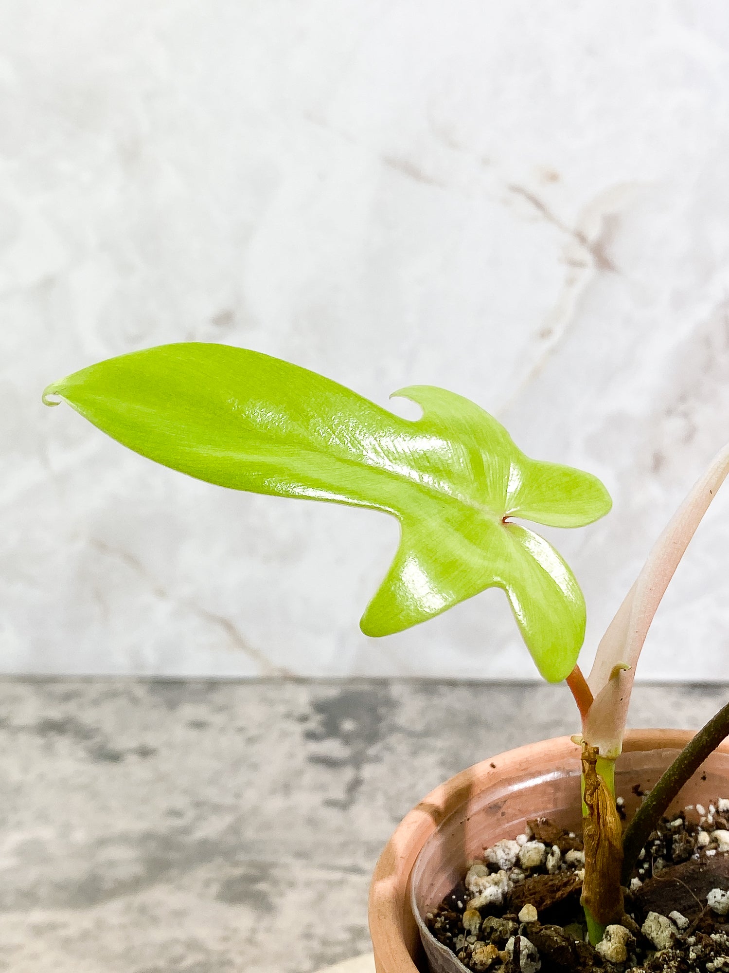 Philodendron Florida Ghost Mint 2 leaves 1 sprout slightly rooted