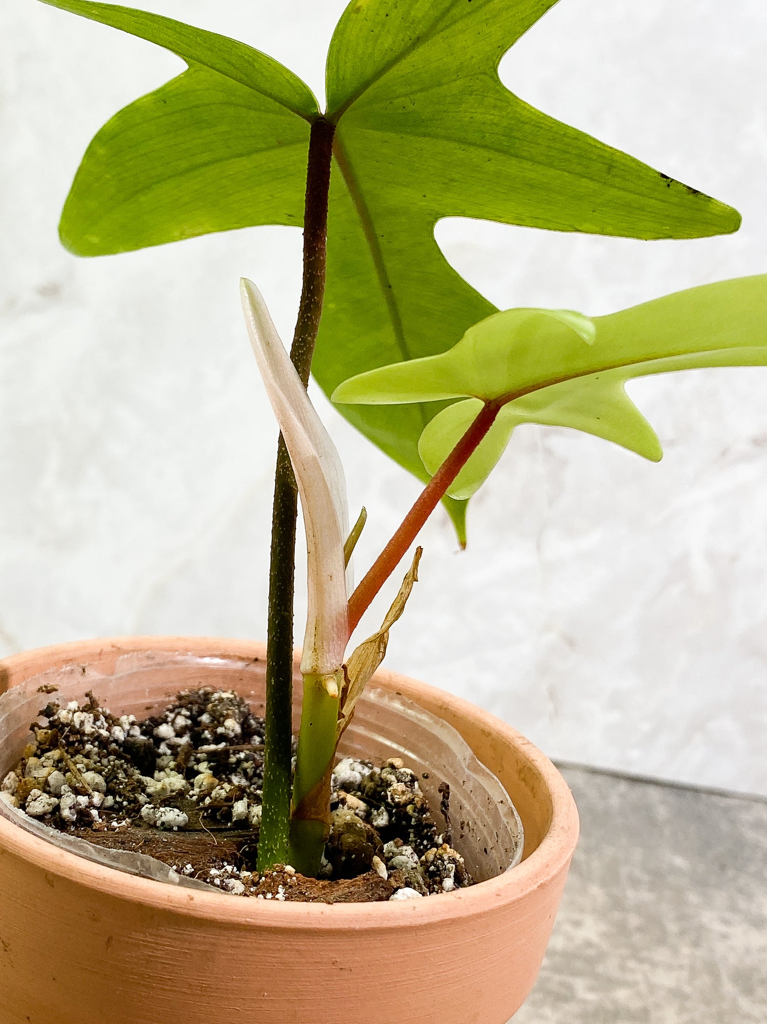 Philodendron Florida Ghost Mint 2 leaves 1 sprout slightly rooted