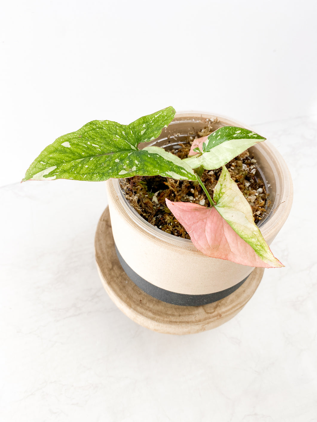 Syngonium Red Spot tricolor 3 leaves slightly rooted