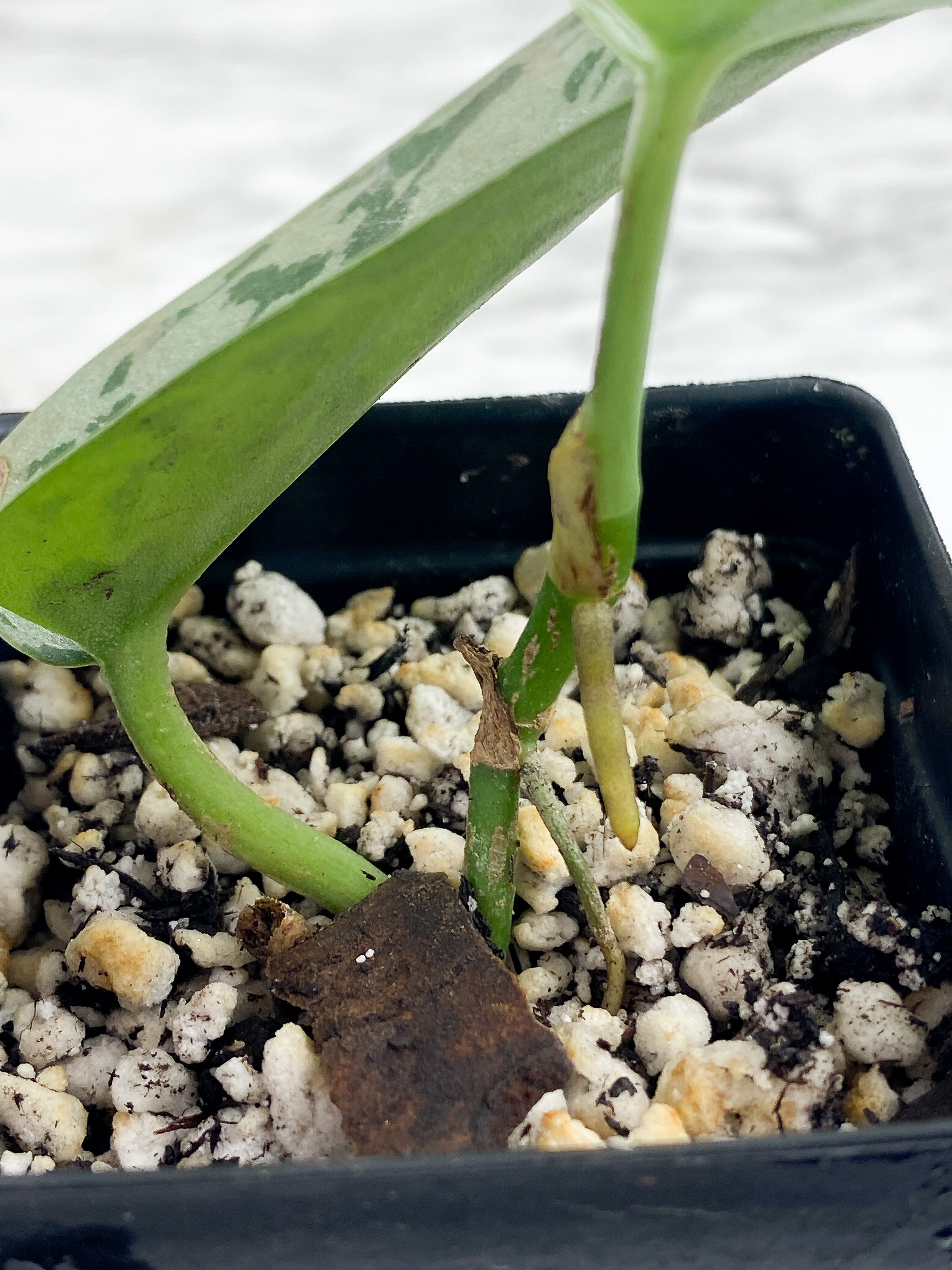 Scindapsus Silver Lady - 2 leaves rooted