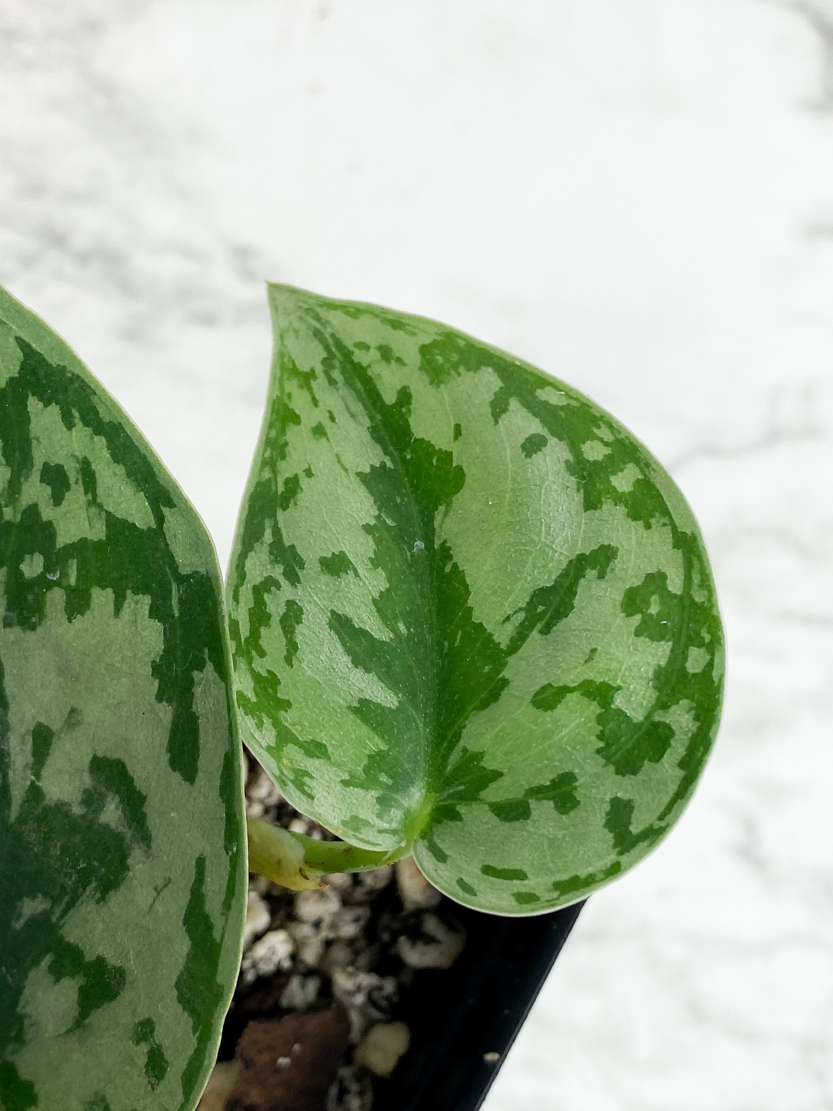 Scindapsus Silver Lady - 2 leaves rooted