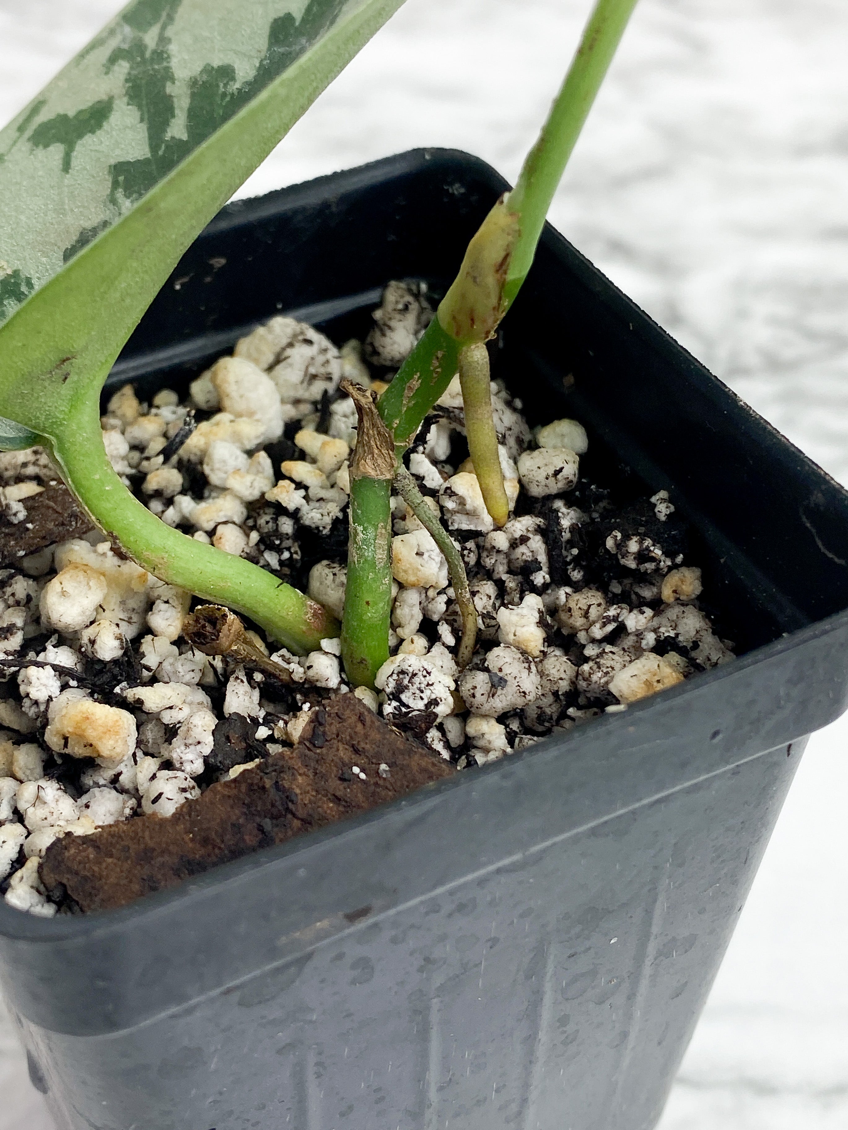 Scindapsus Silver Lady - 2 leaves rooted