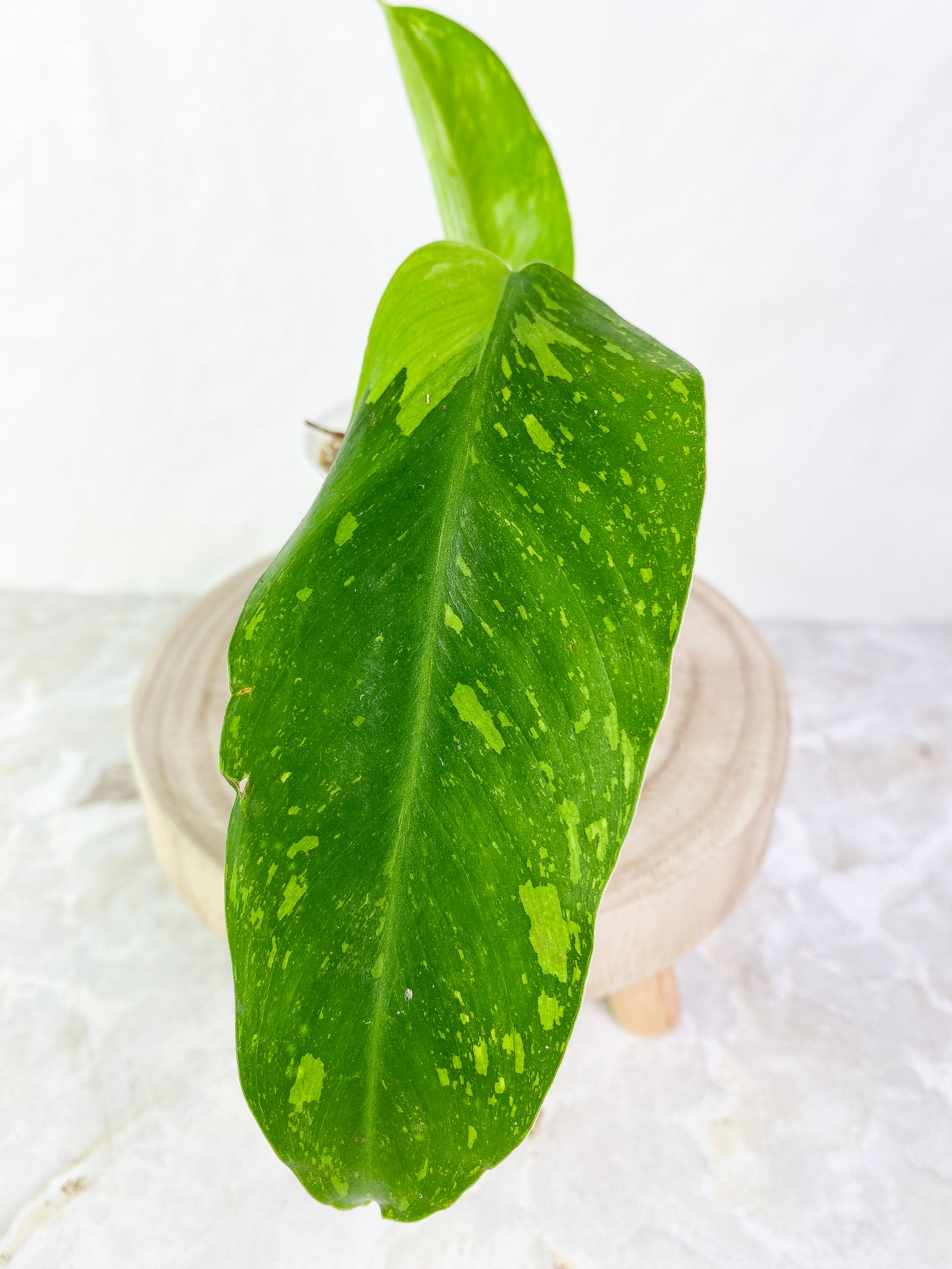 Philodendron  jose buono Slightly Rooted 2 leaves Top Cutting Highly Variegated
