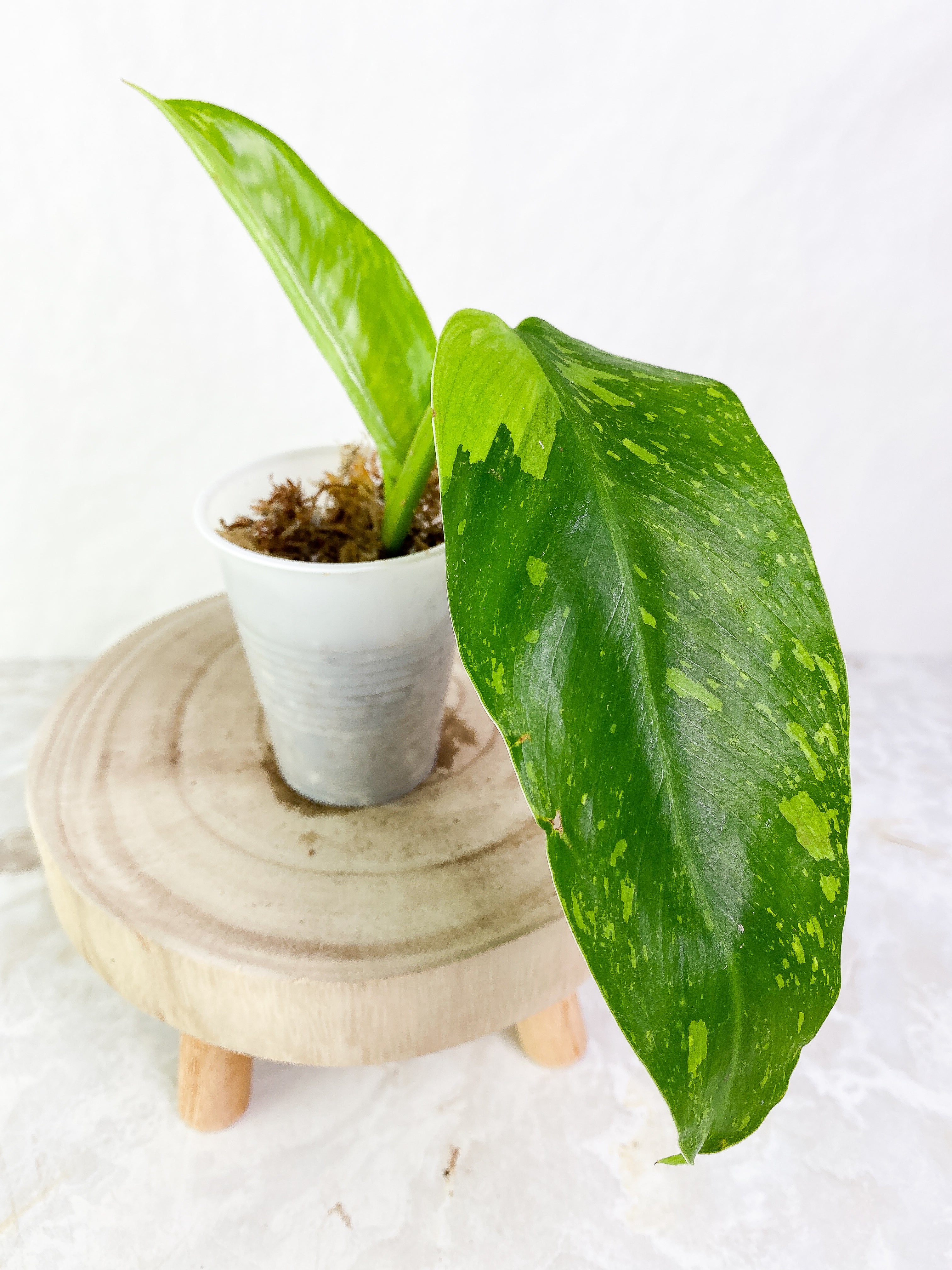 Philodendron  jose buono Slightly Rooted 2 leaves Top Cutting Highly Variegated
