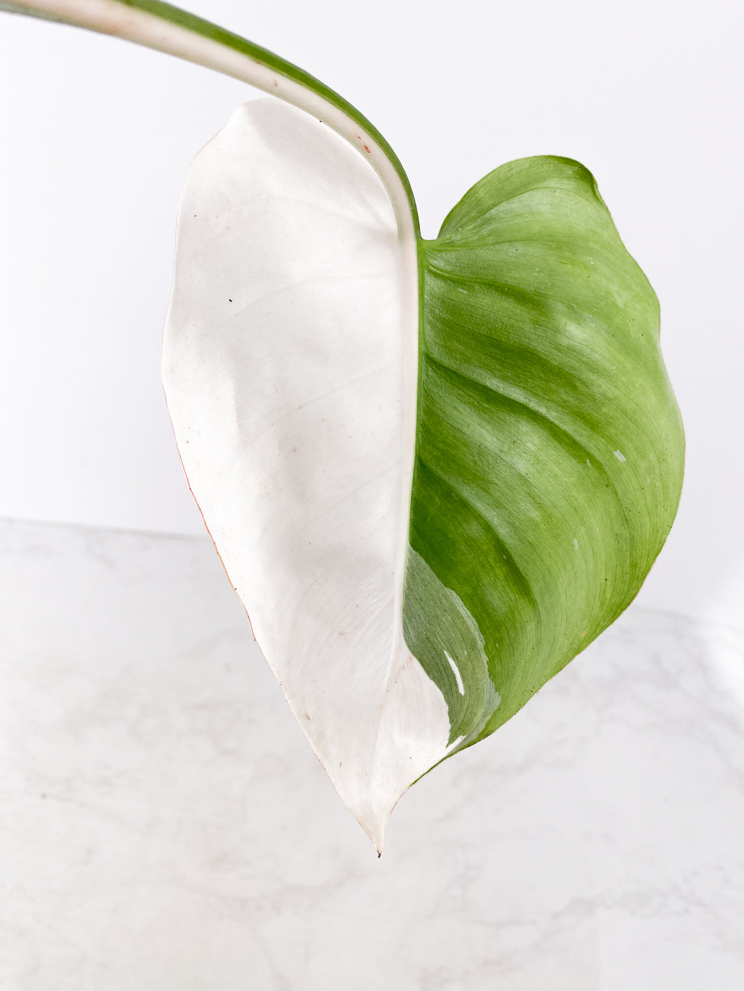 Philodendron White Princess 1 leaf rooting