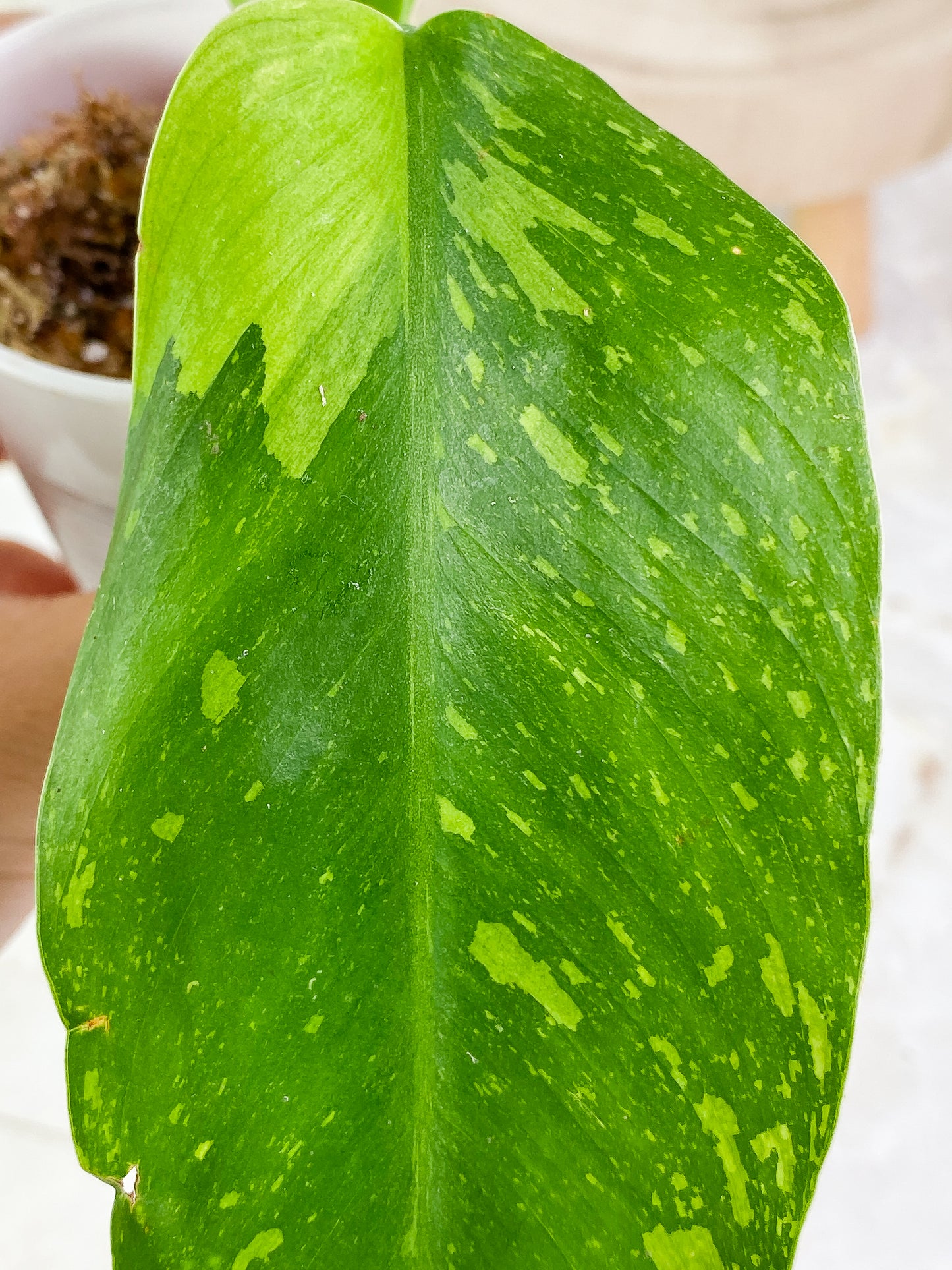 Philodendron  jose buono Slightly Rooted 2 leaves Top Cutting Highly Variegated