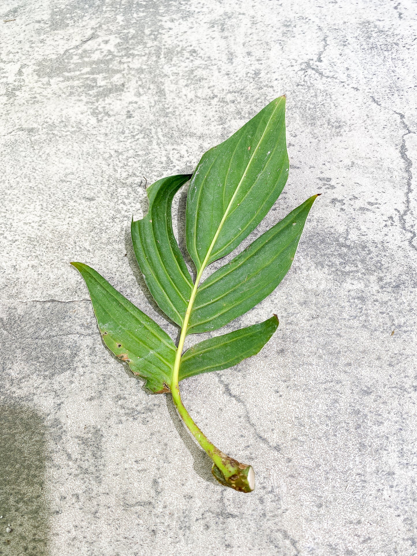 rhaphidophora tenuis silver unrooted 1 leaf cutting