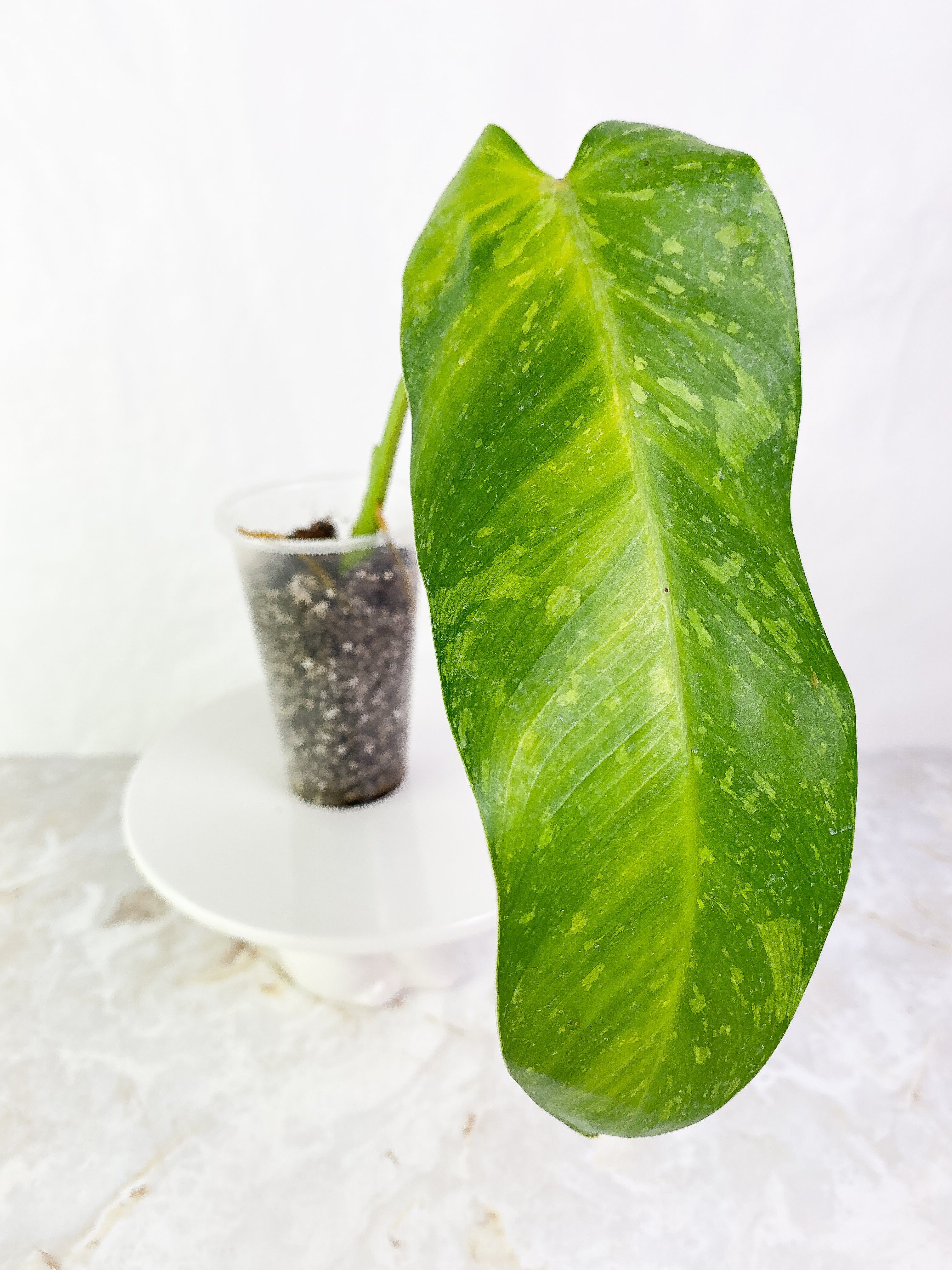 Philodendron  jose buono Rooted  1 leaf