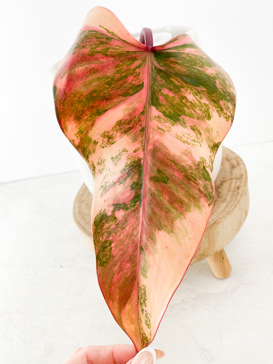 Philodendron Strawberry shake 1 leaf highly variegated 1 bud rooting