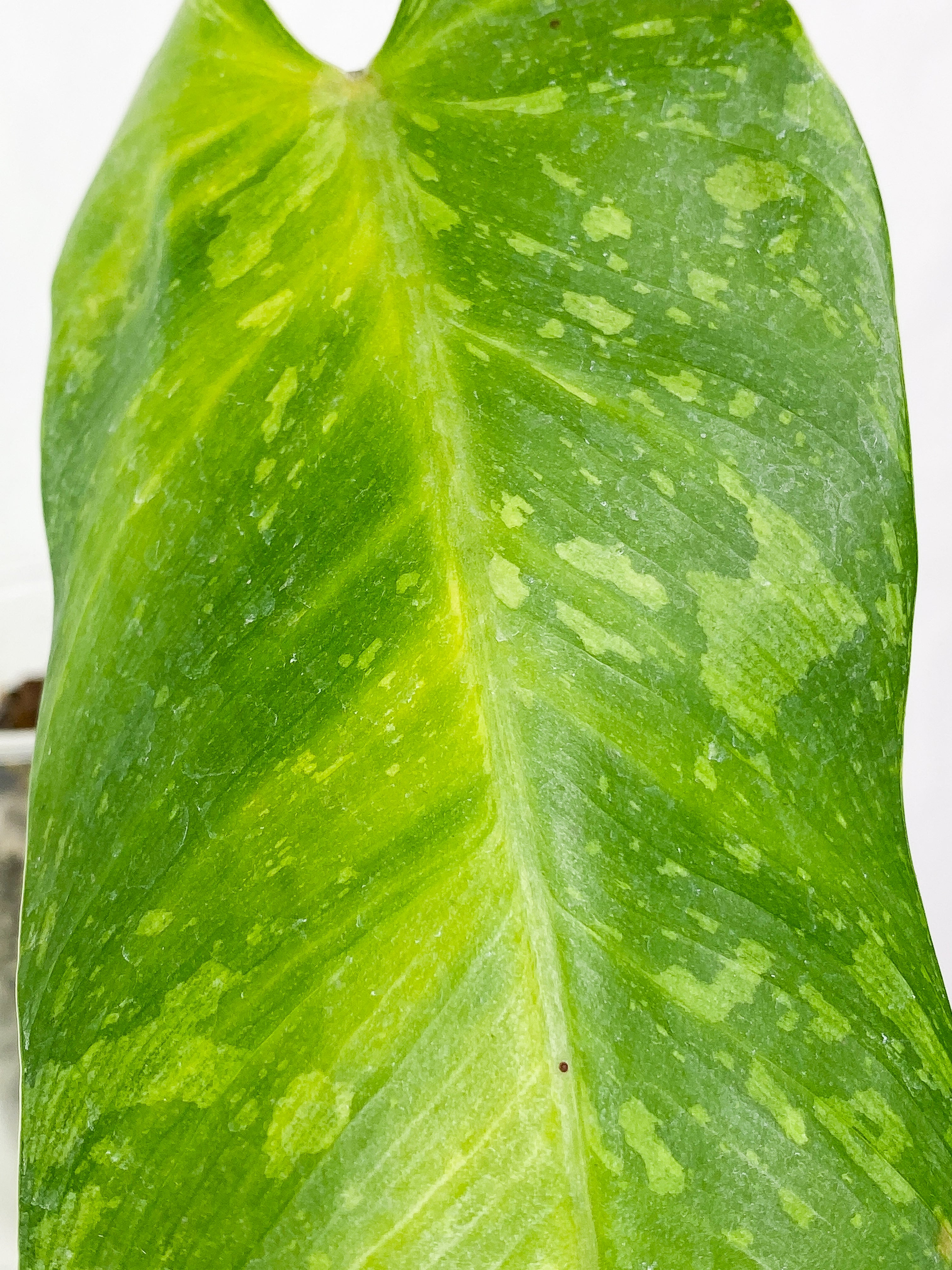 Philodendron  jose buono Rooted  1 leaf