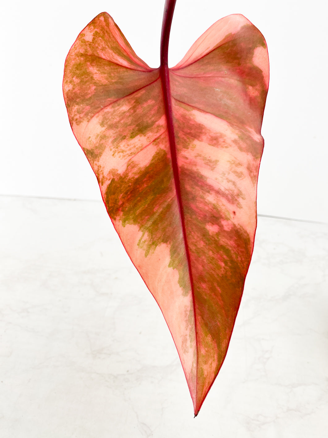 Philodendron Strawberry shake 1 leaf highly variegated 1 bud rooting