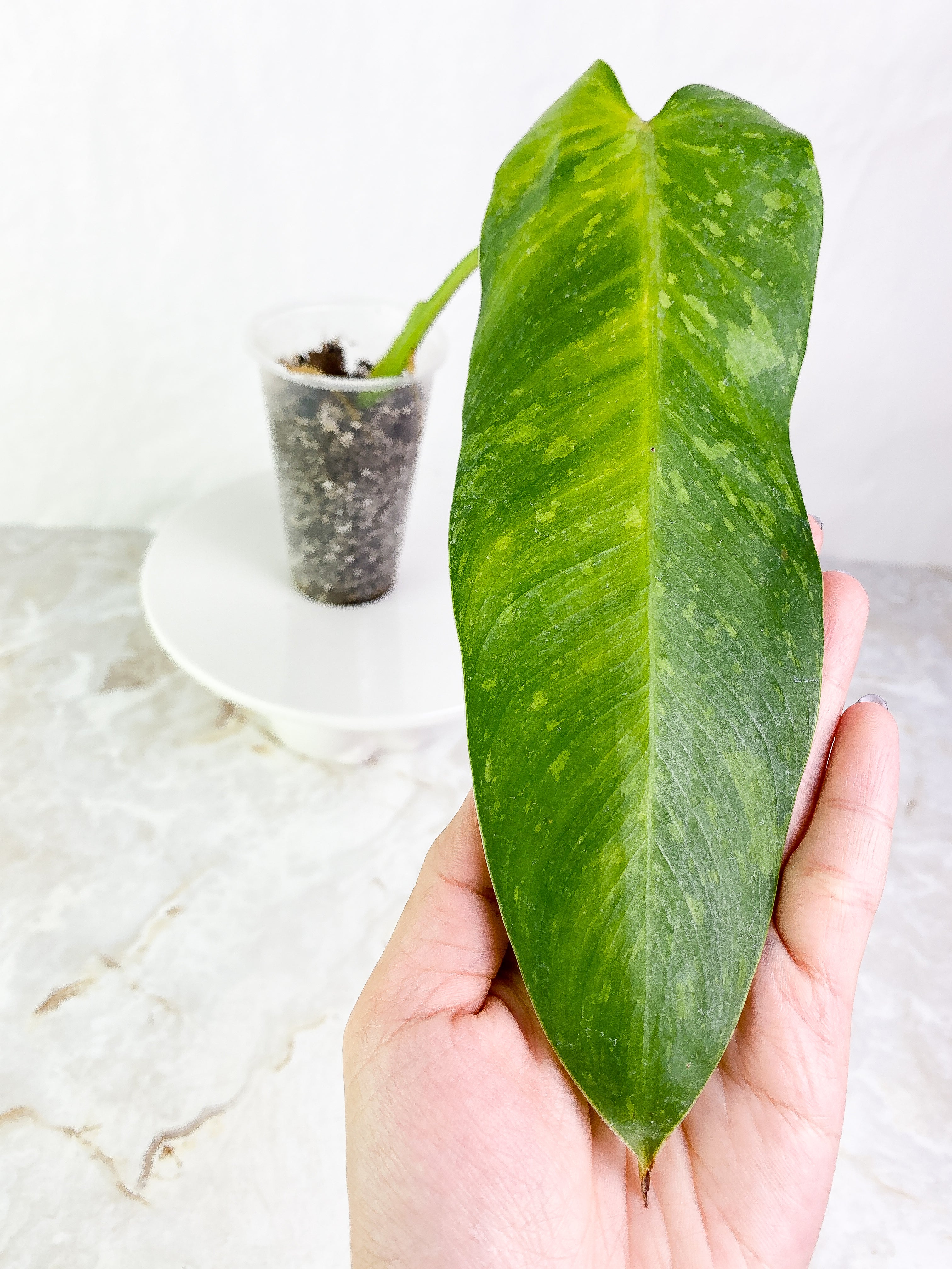 Philodendron  jose buono Rooted  1 leaf