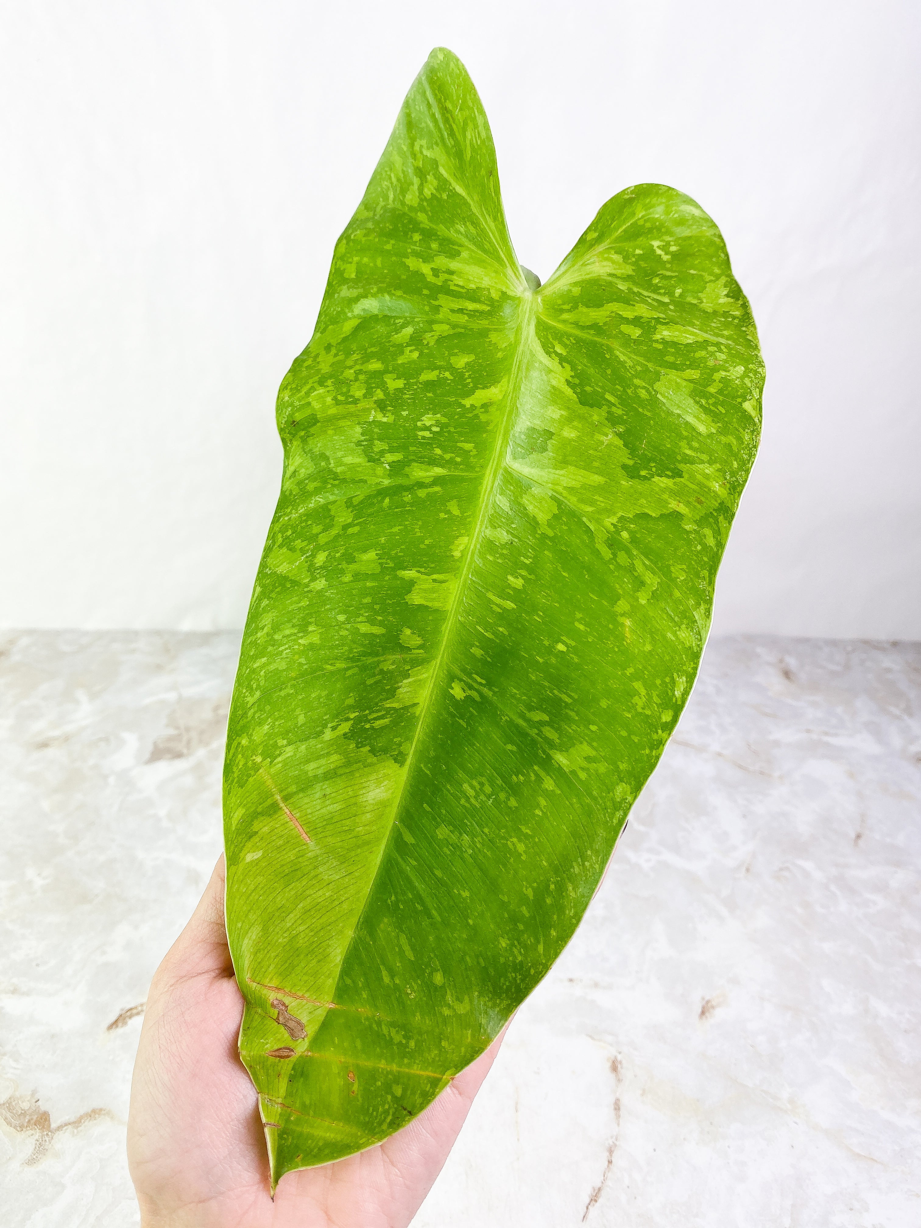 Philodendron  jose buono Rooted  1 big leaf Highly Variegated