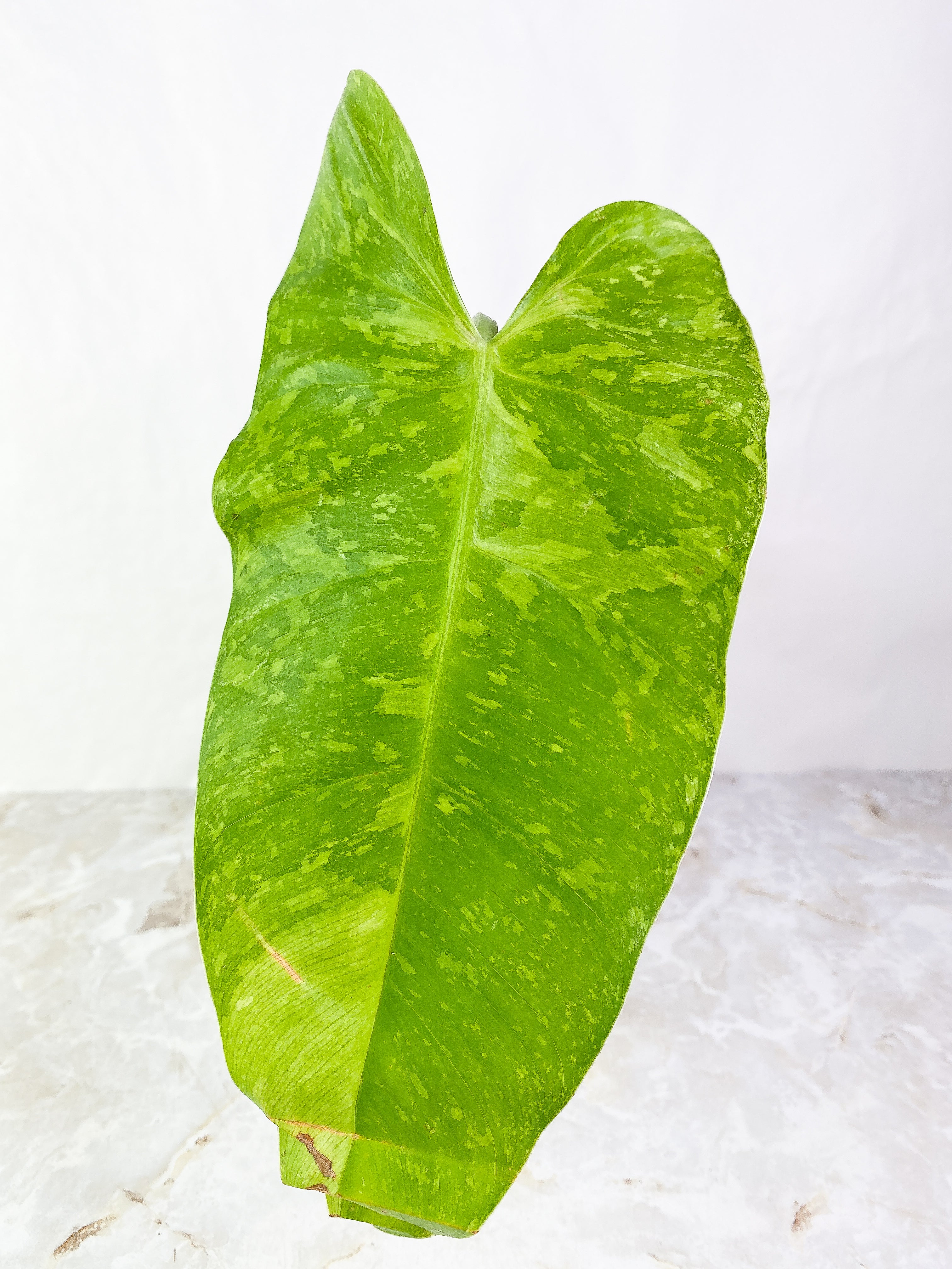 Philodendron  jose buono Rooted  1 big leaf Highly Variegated