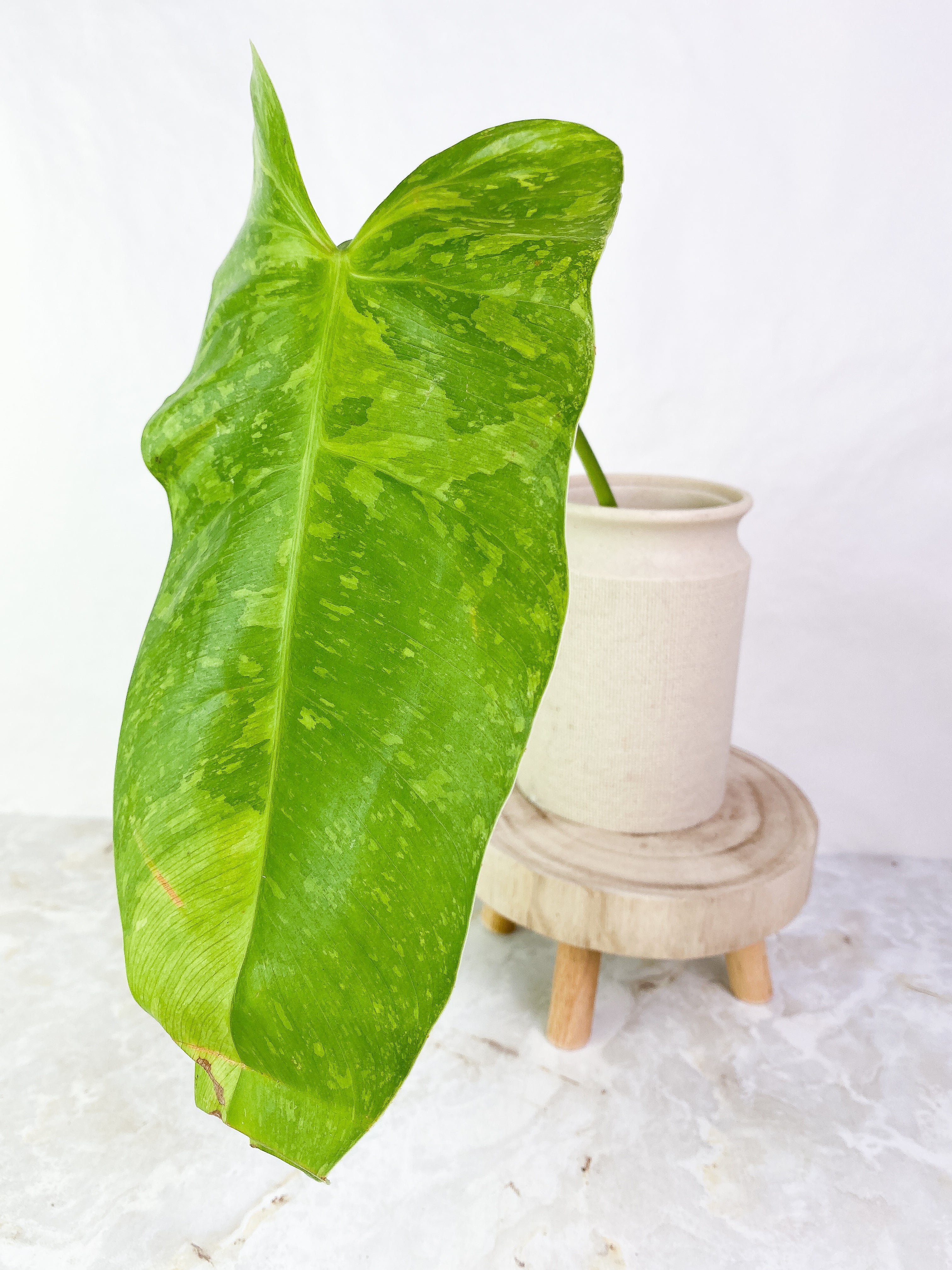 Philodendron  jose buono Rooted  1 big leaf Highly Variegated