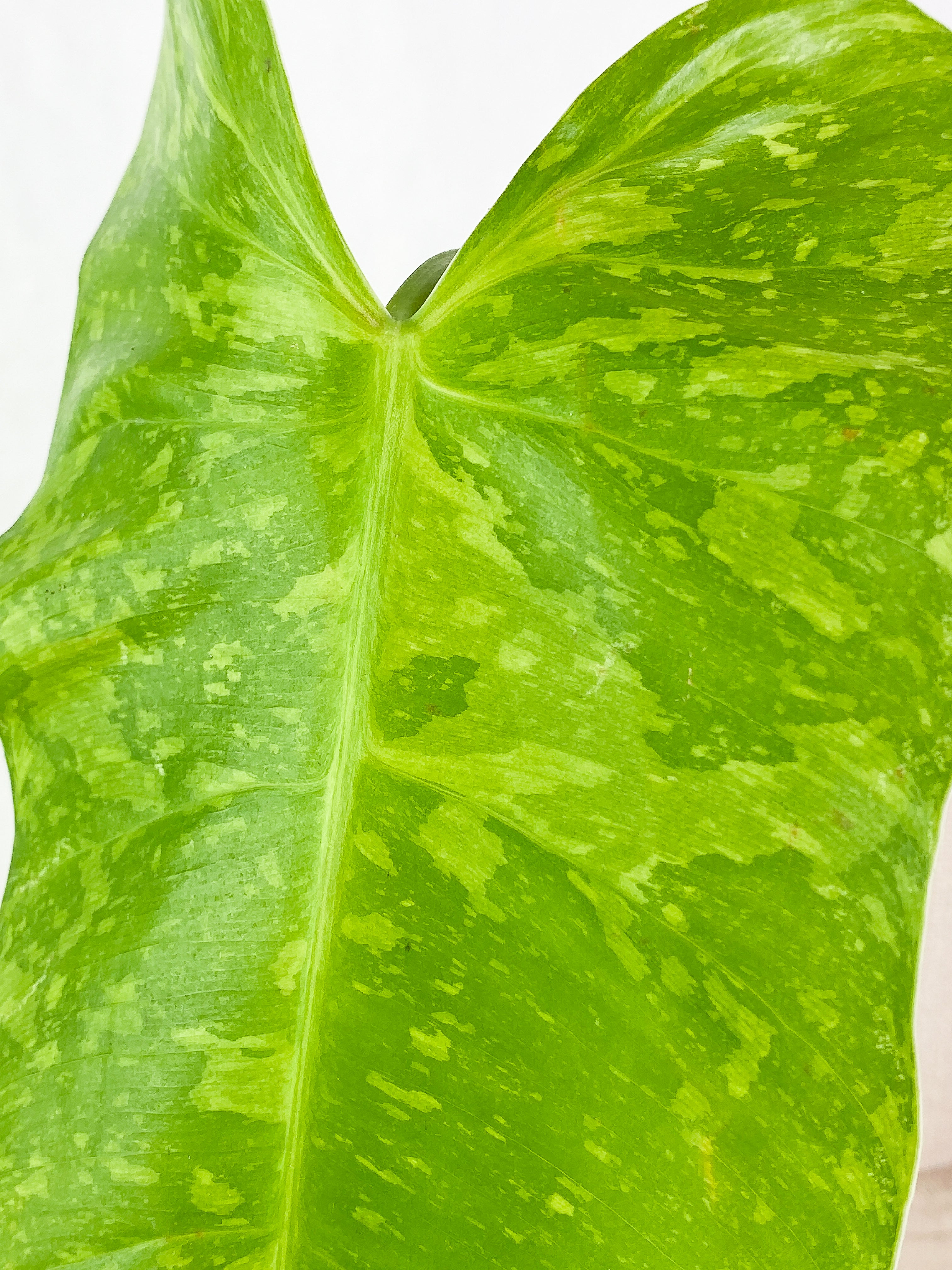 Philodendron  jose buono Rooted  1 big leaf Highly Variegated