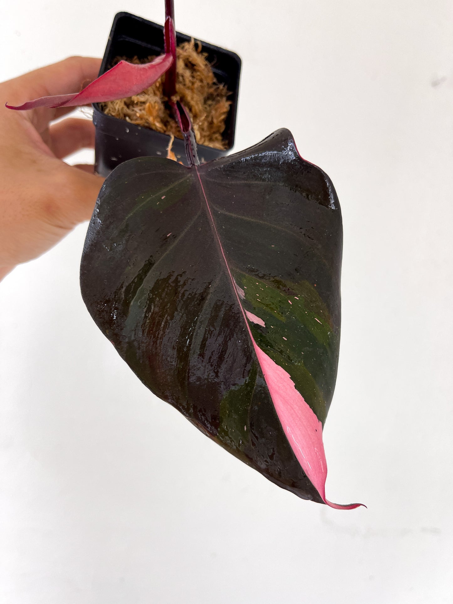 Philodendron Pink Princess Black Cherry Slightly Rooted Top cutting 3 leaves