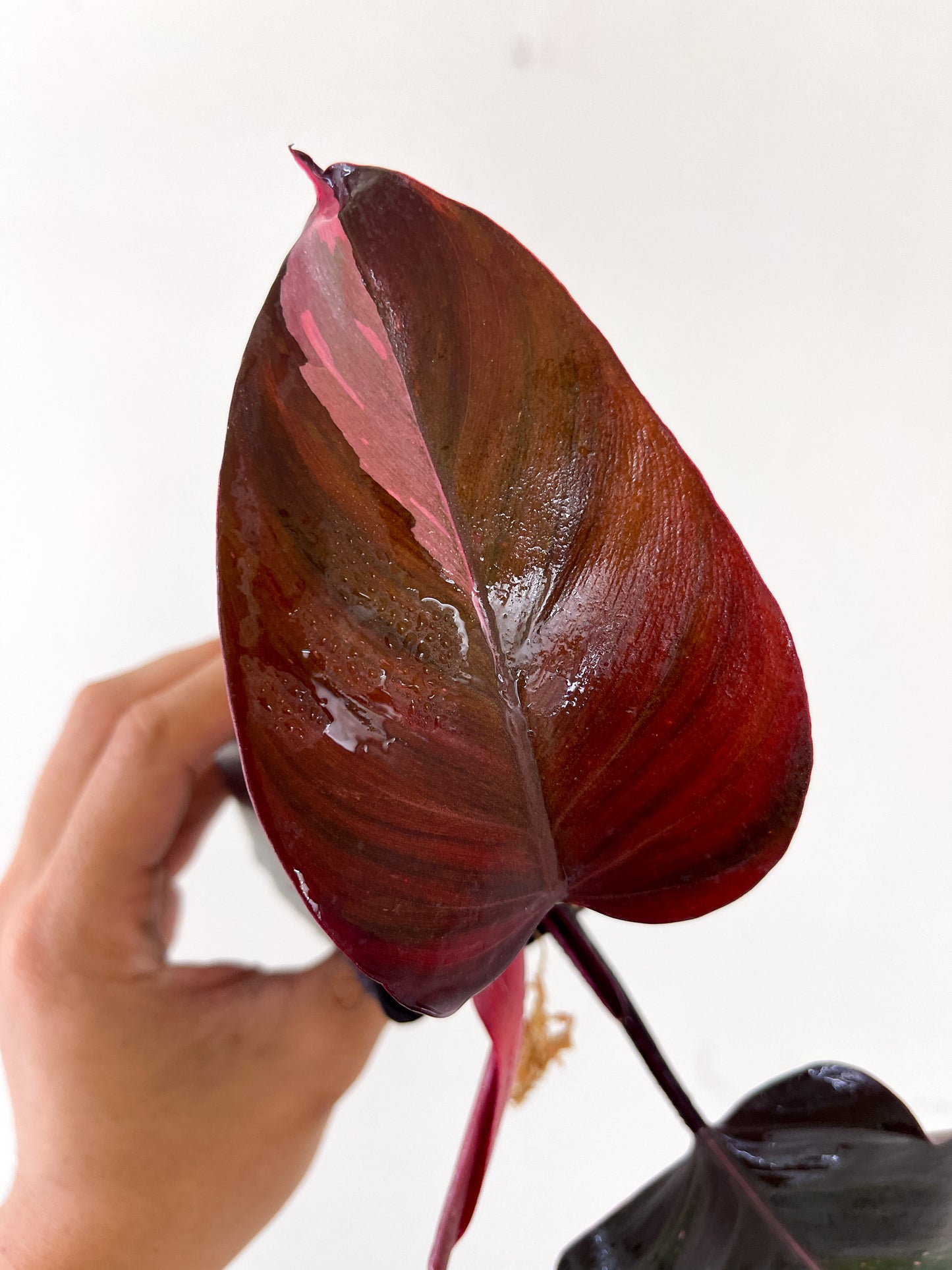 Philodendron Pink Princess Black Cherry Slightly Rooted Top cutting 3 leaves
