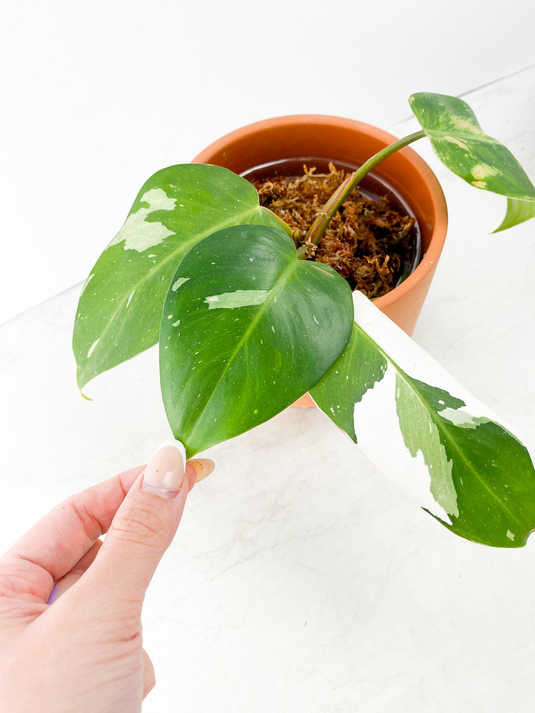 Philodendron White princess 4 leaves slightly rooted