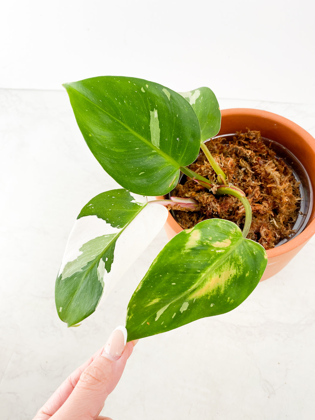 Philodendron White princess 4 leaves slightly rooted