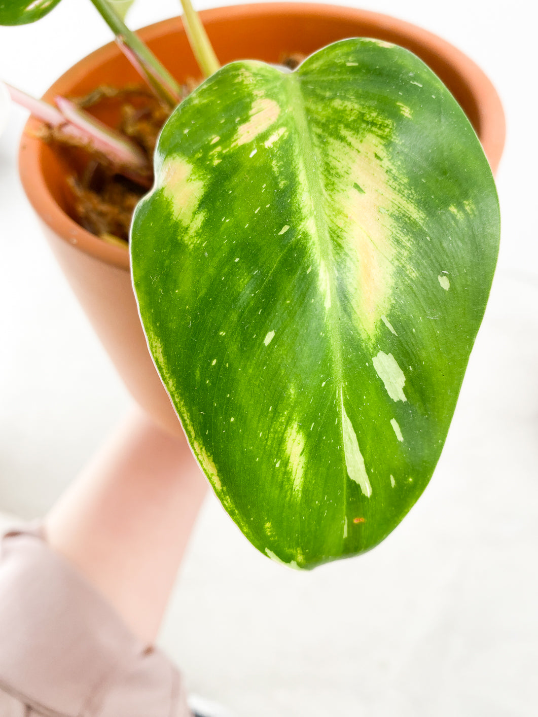 Philodendron White princess 4 leaves slightly rooted
