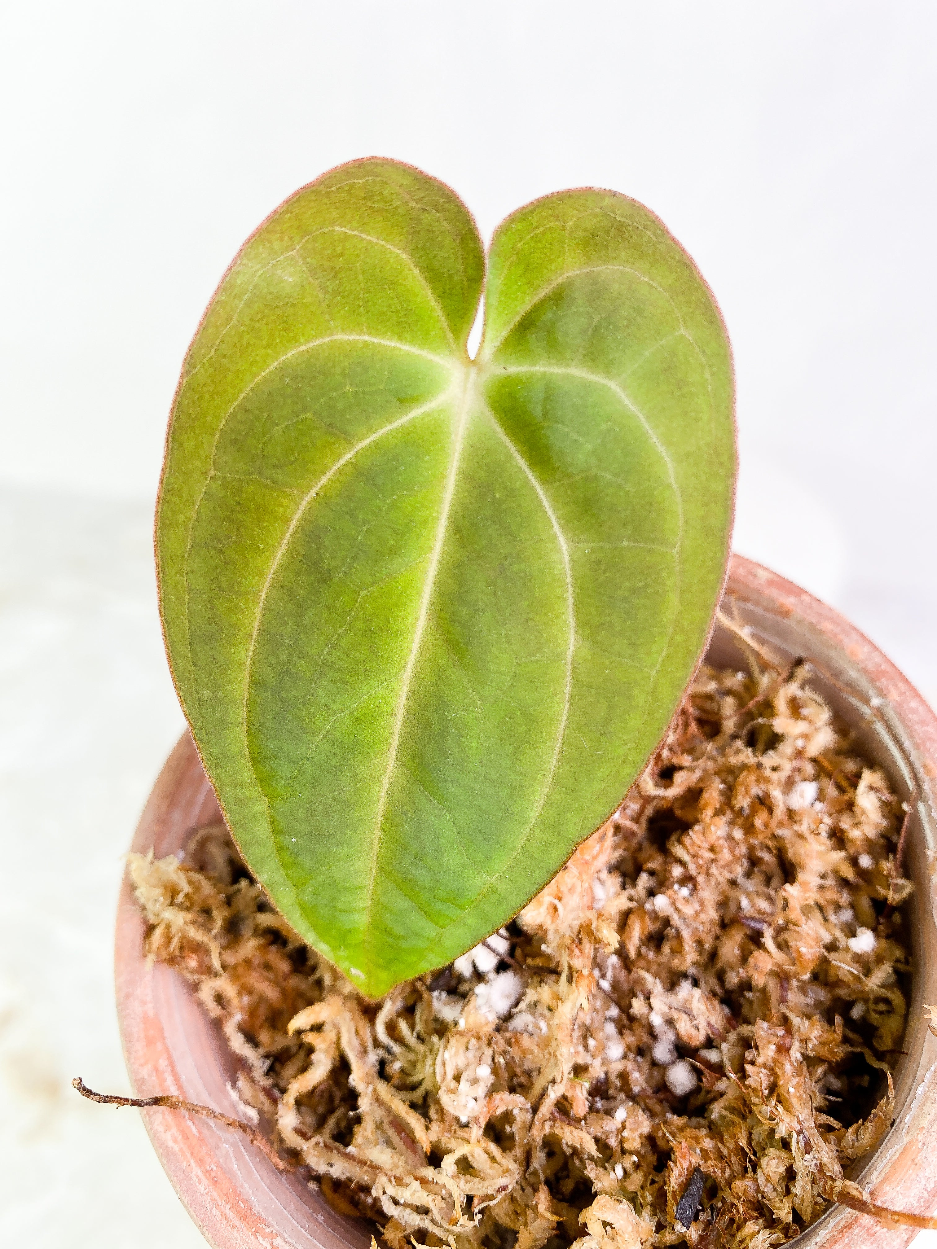 Anthurium Dark Phoenix (papillilaminum x Dressleri) Slightly Rooted 1 leaf