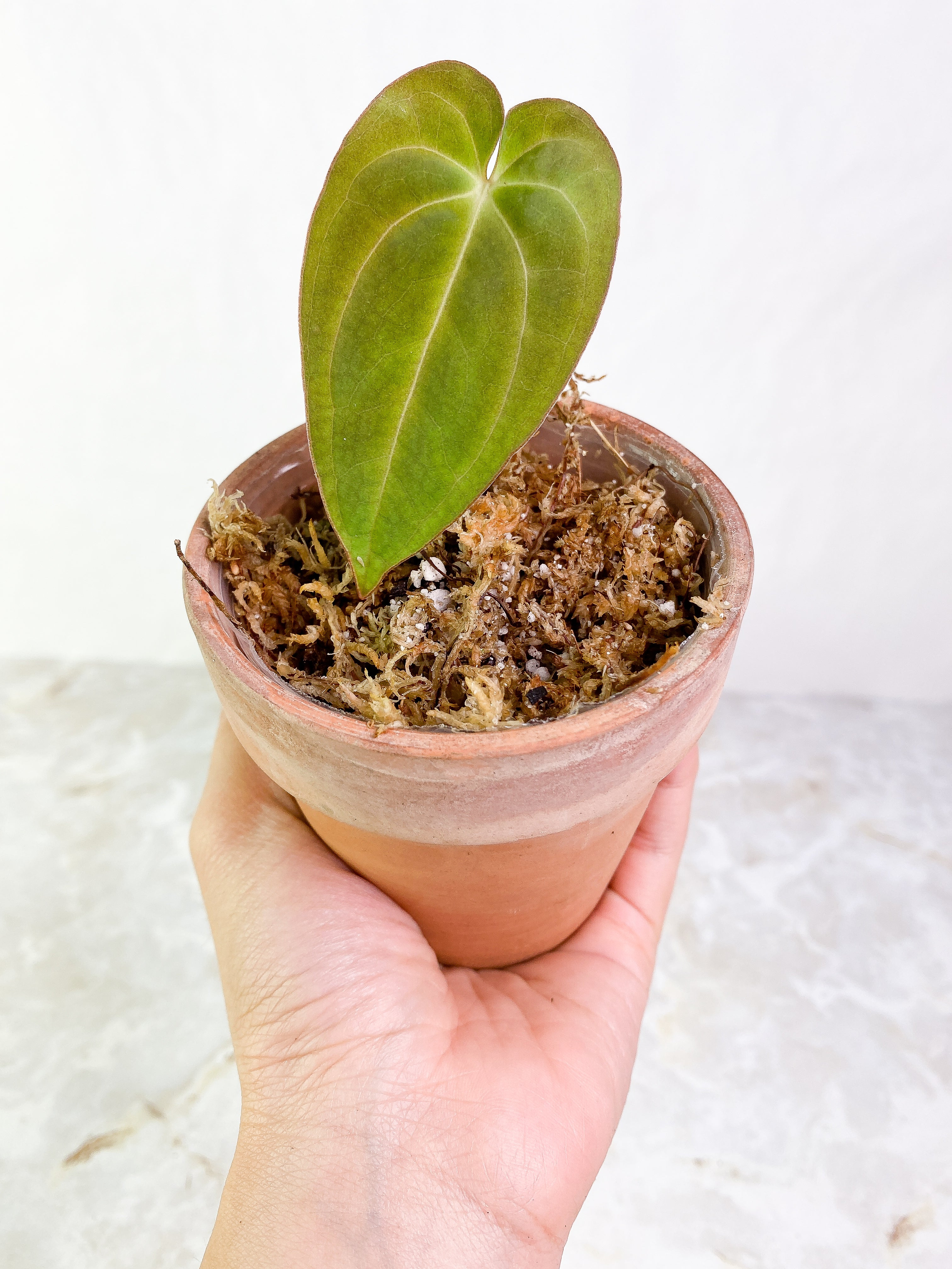 Anthurium Dark Phoenix (papillilaminum x Dressleri) Slightly Rooted 1 leaf