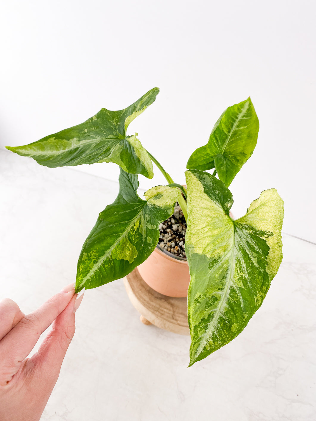 Syngonium Scamble egg 4 leaves 1 sprout  slightly rooted
