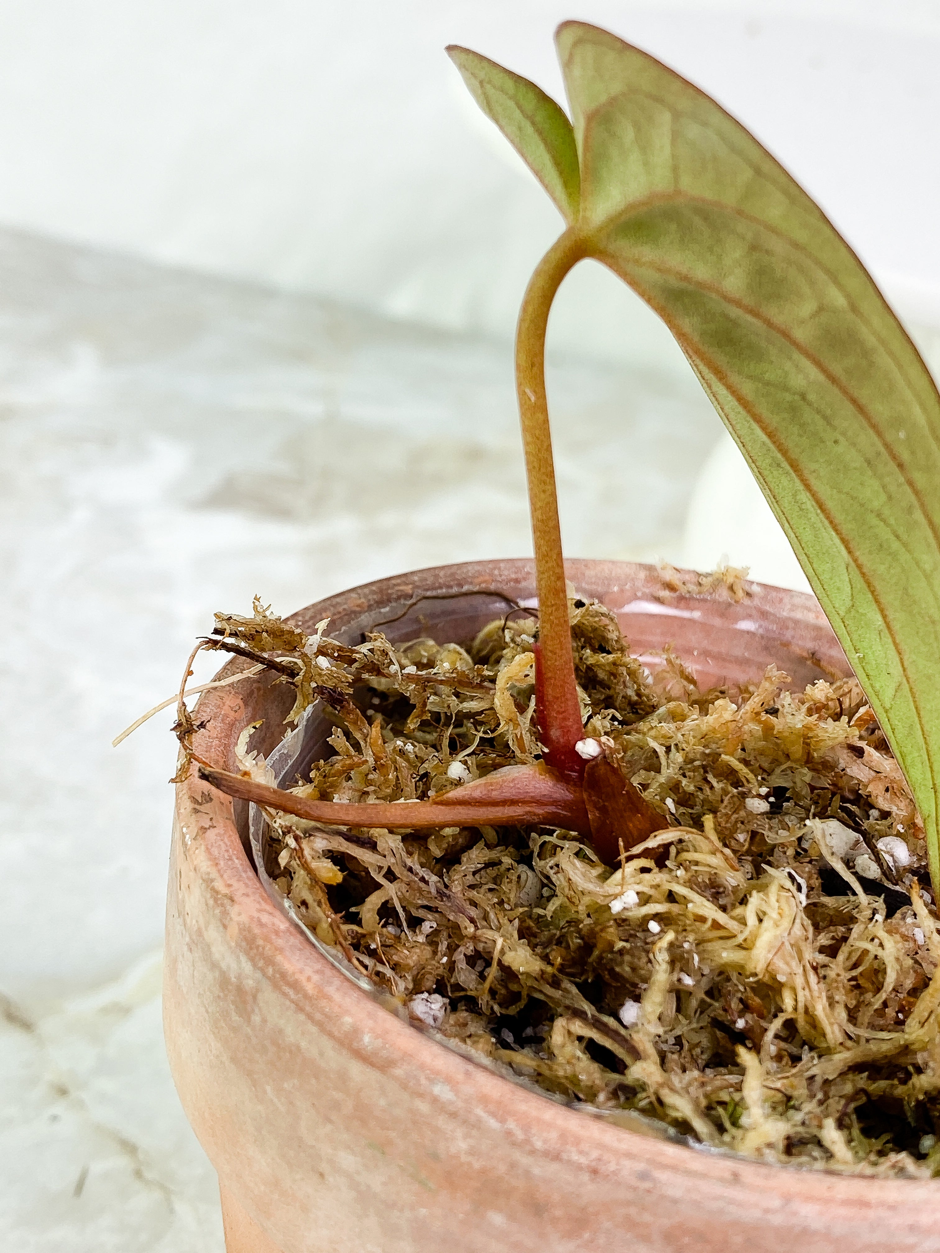 Anthurium Dark Phoenix (papillilaminum x Dressleri) Slightly Rooted 1 leaf