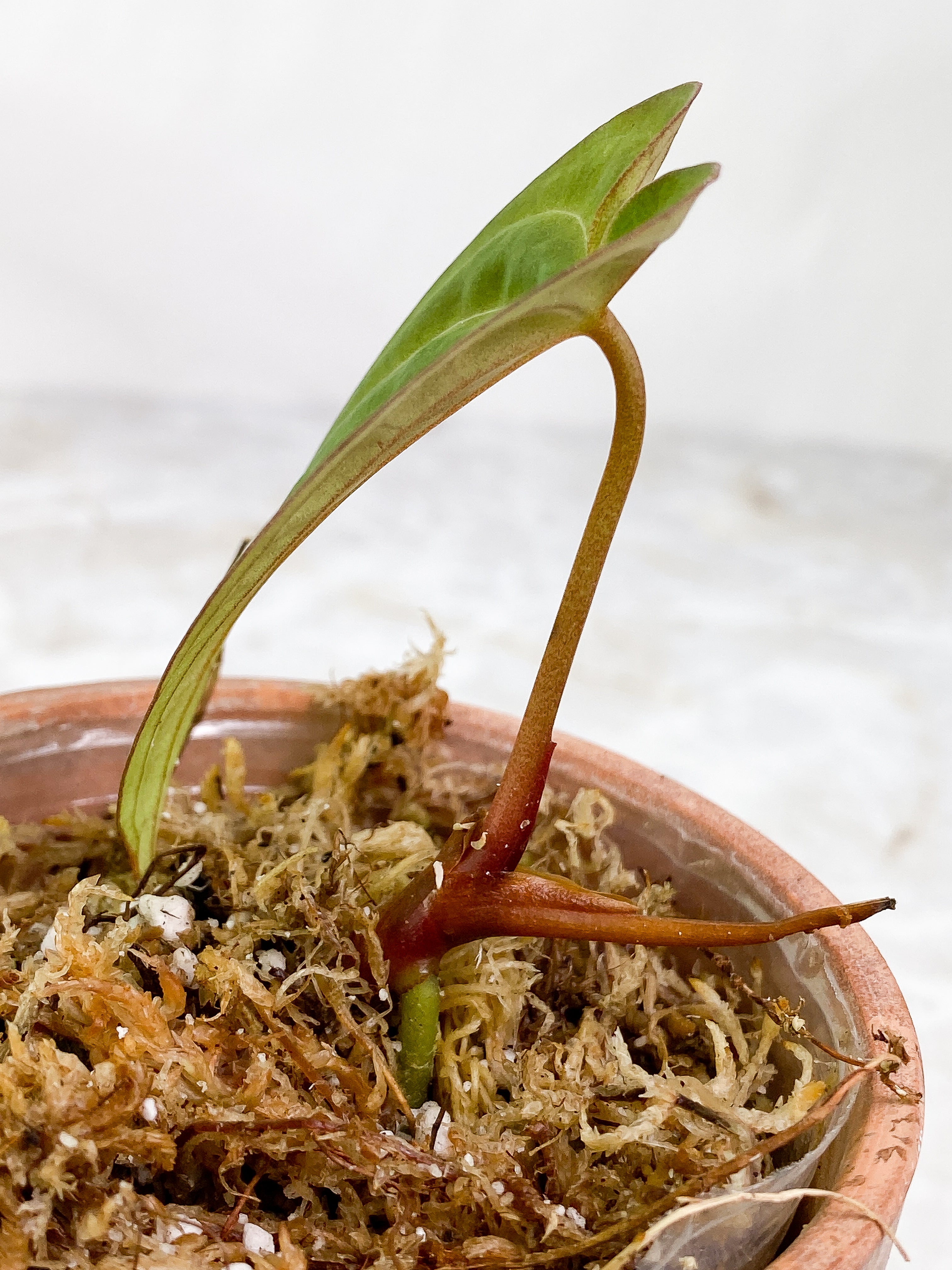 Anthurium Dark Phoenix (papillilaminum x Dressleri) Slightly Rooted 1 leaf