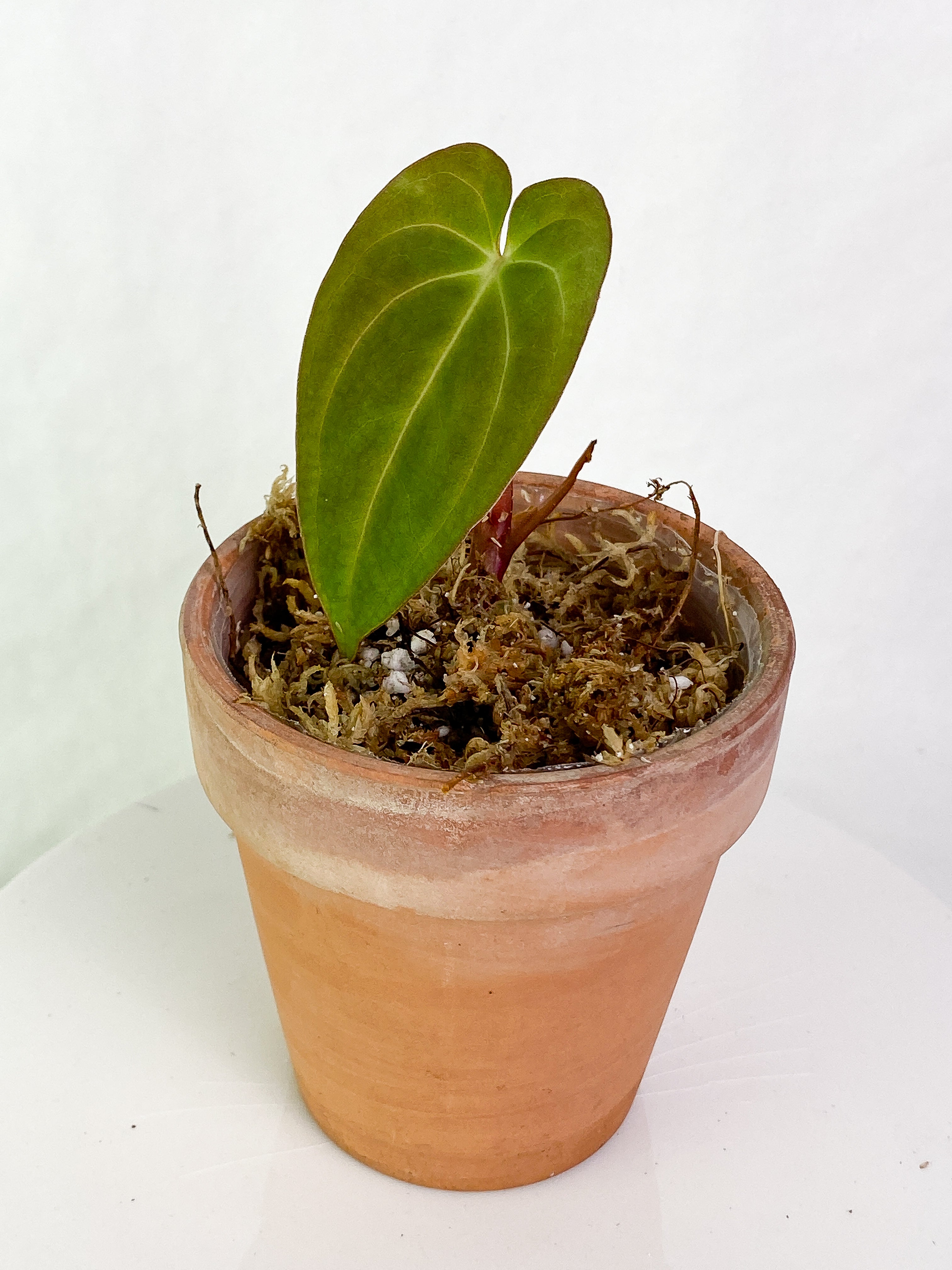 Anthurium Dark Phoenix (papillilaminum x Dressleri) Slightly Rooted 1 leaf