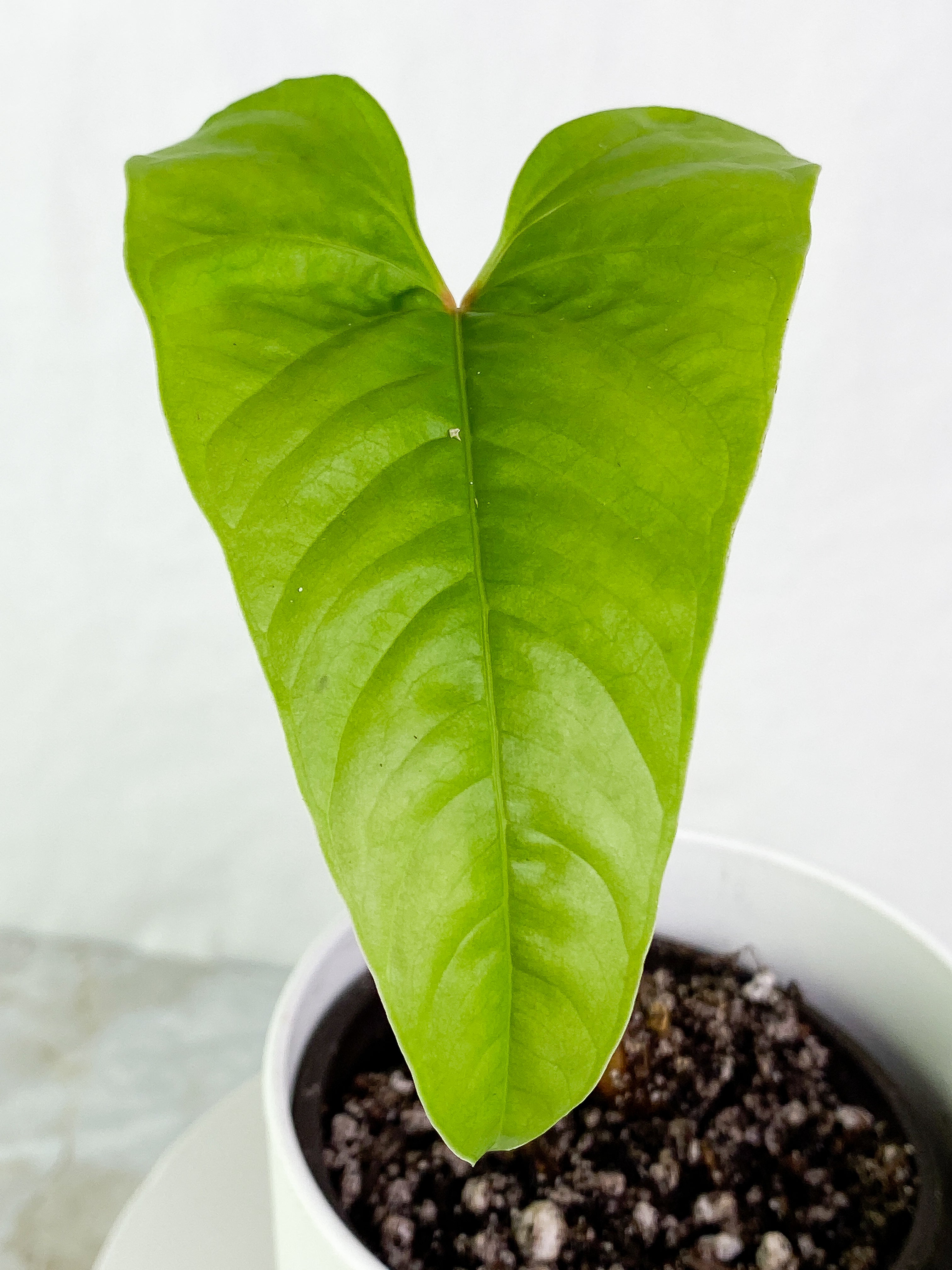 Anthurium insigne Slightly Rooted 1 leaf