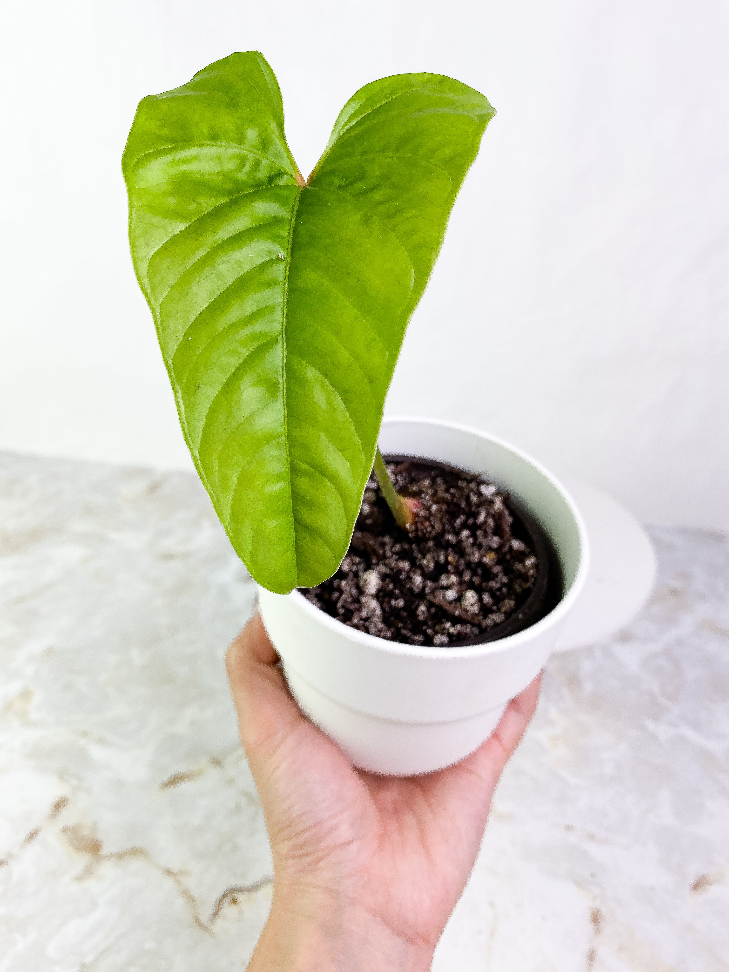 Anthurium insigne Slightly Rooted 1 leaf