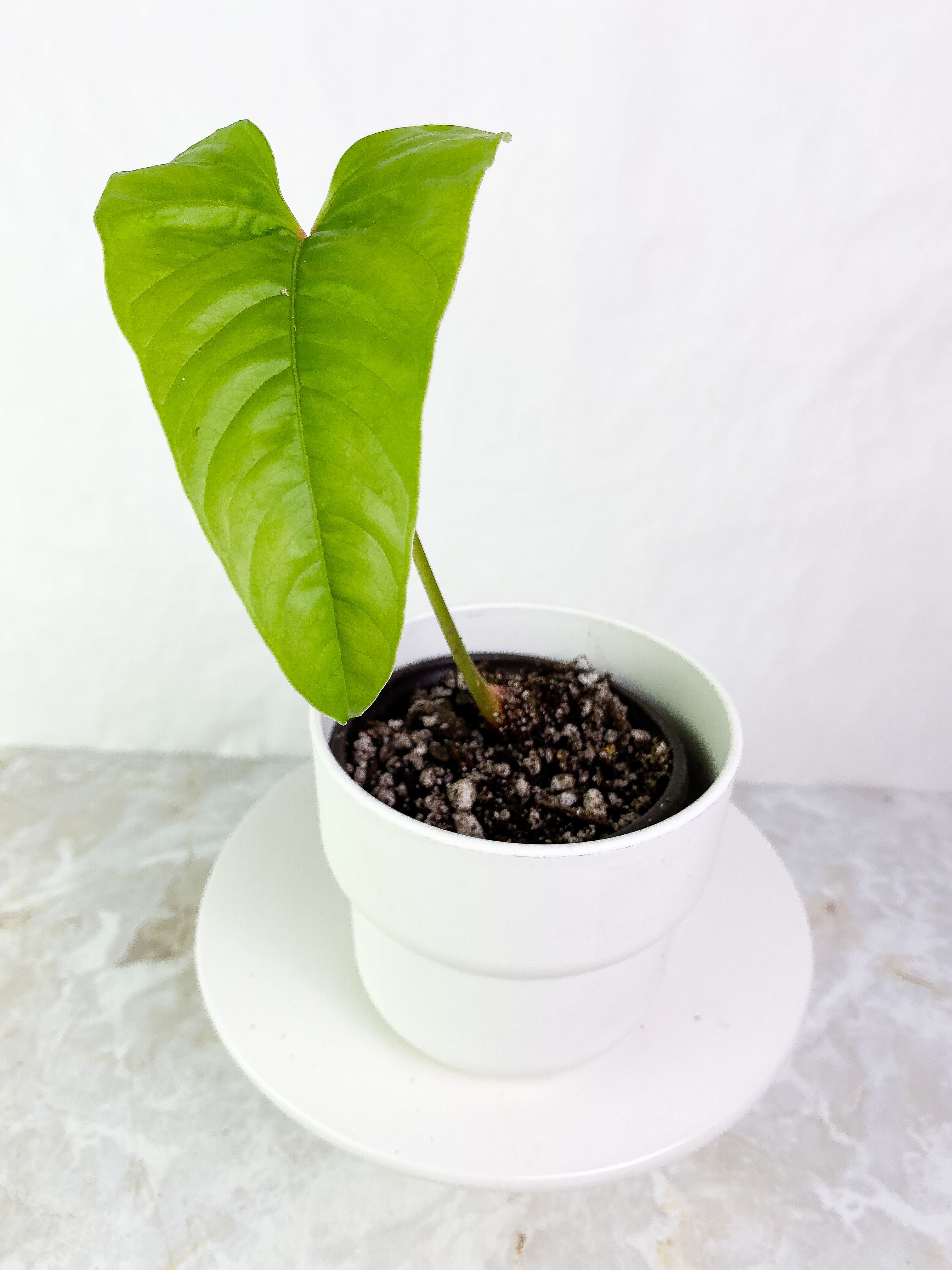 Anthurium insigne Slightly Rooted 1 leaf