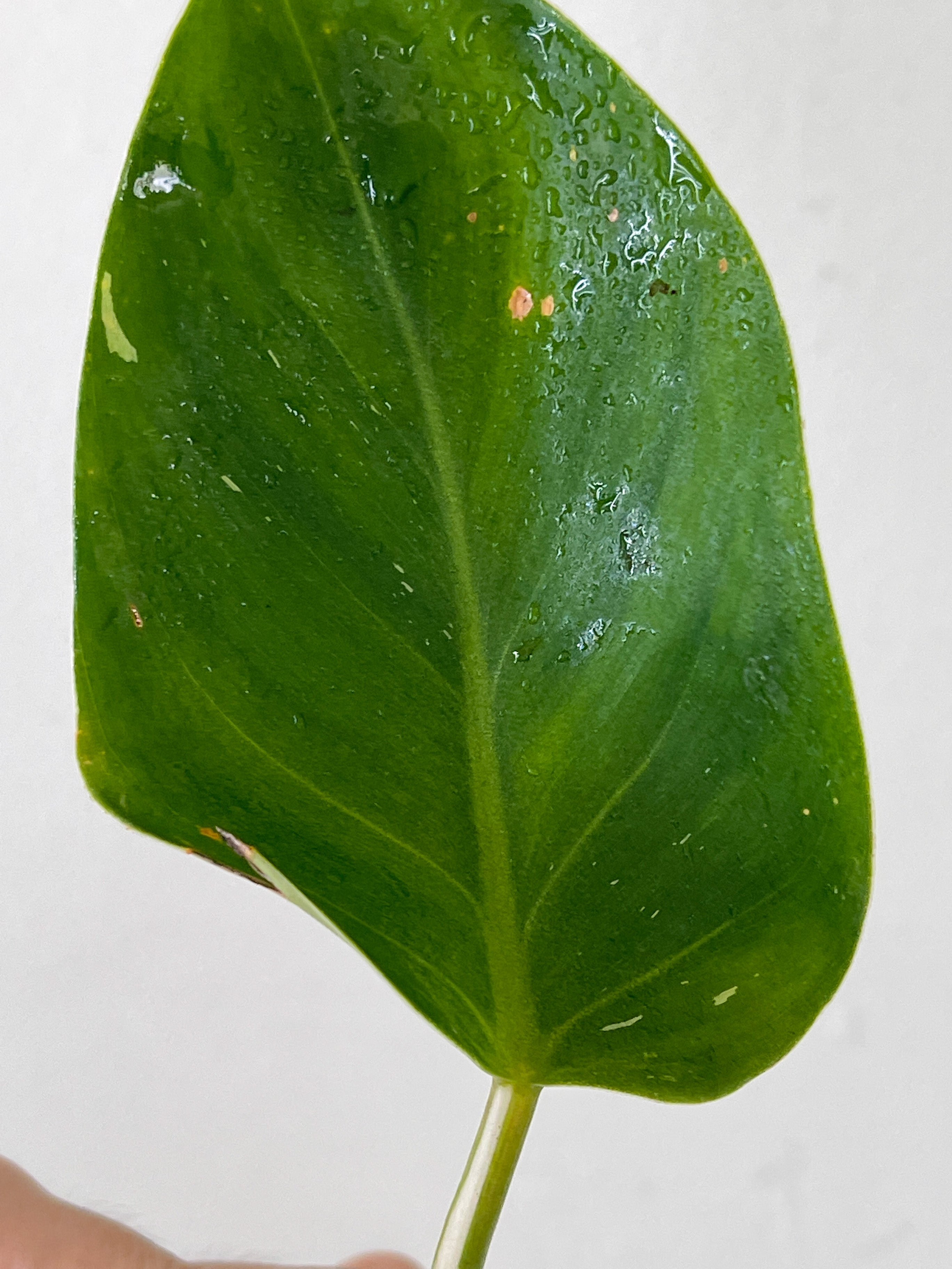 f Philodendron White Wizard Rooting Cutting with 1 new sprout