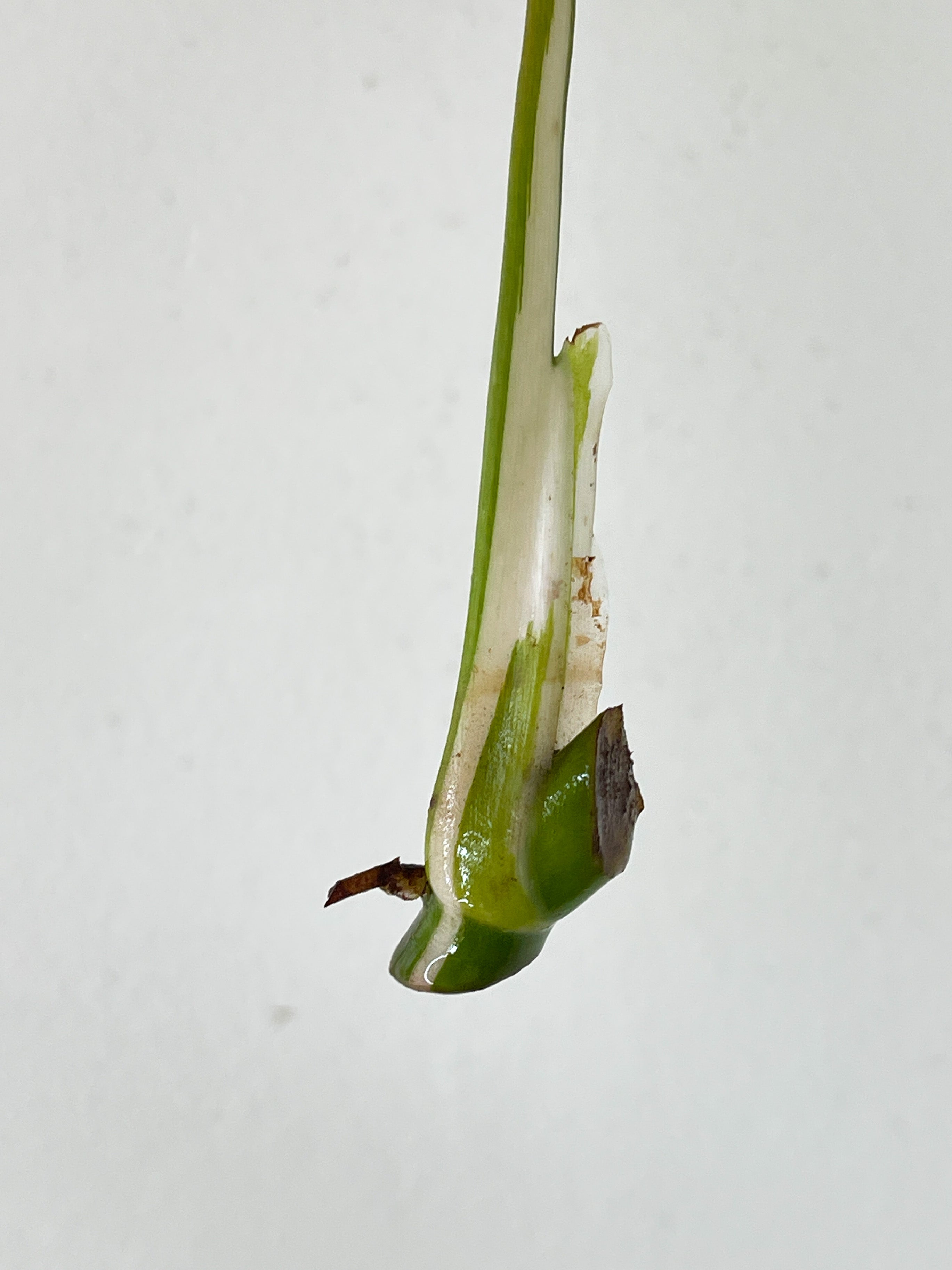 f Philodendron White Wizard Rooting Cutting with 1 new sprout