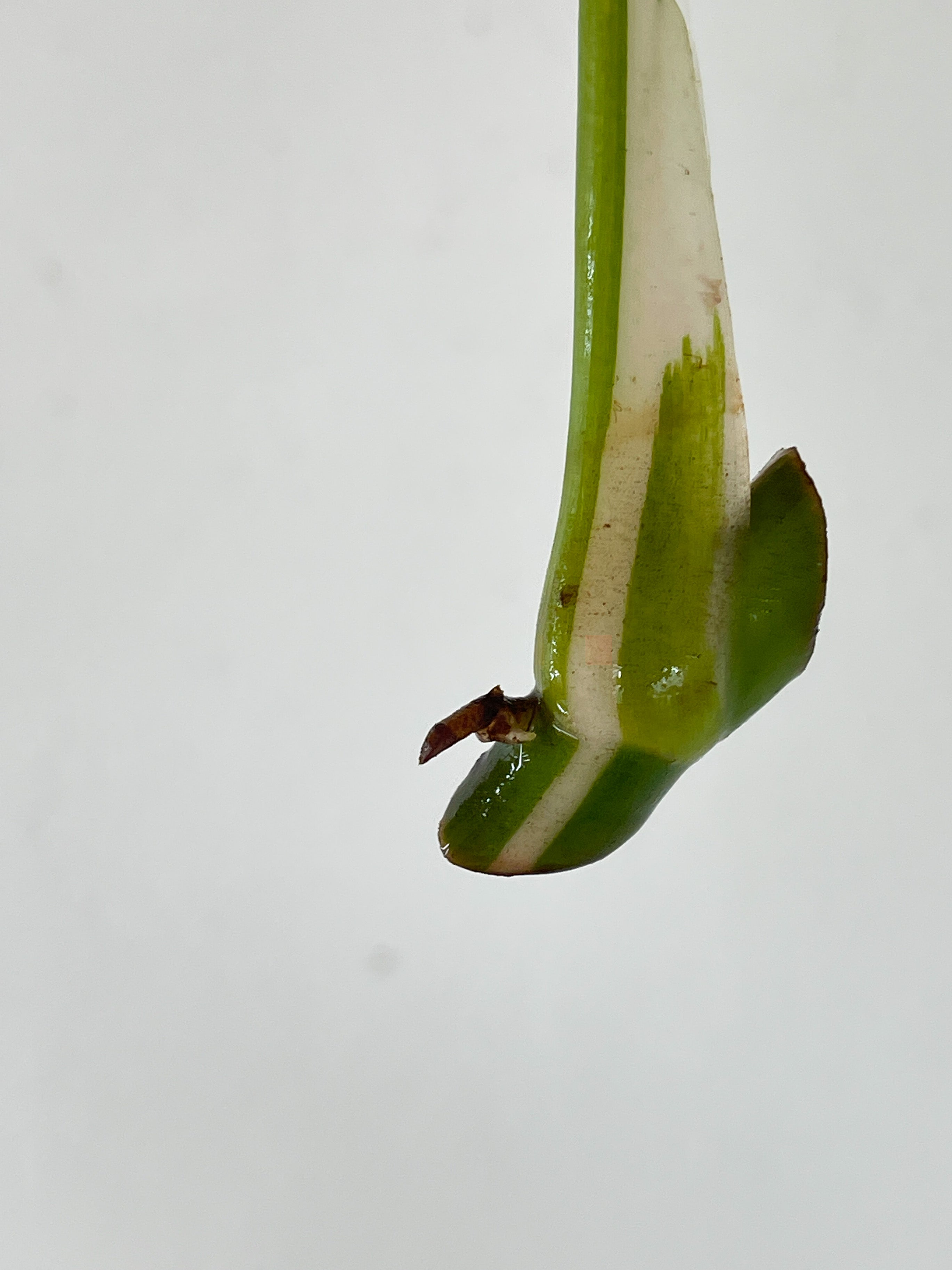 f Philodendron White Wizard Rooting Cutting with 1 new sprout