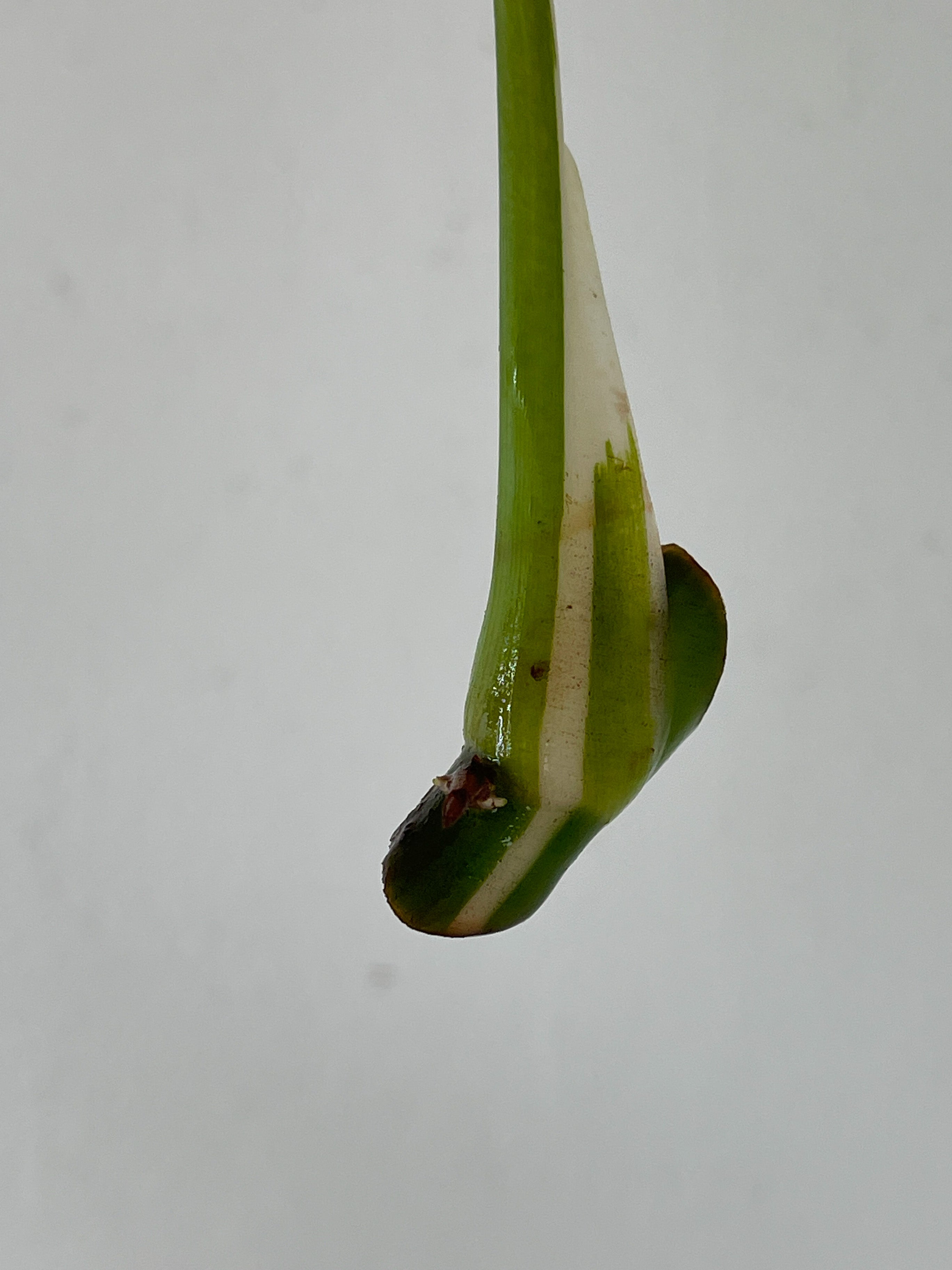 f Philodendron White Wizard Rooting Cutting with 1 new sprout