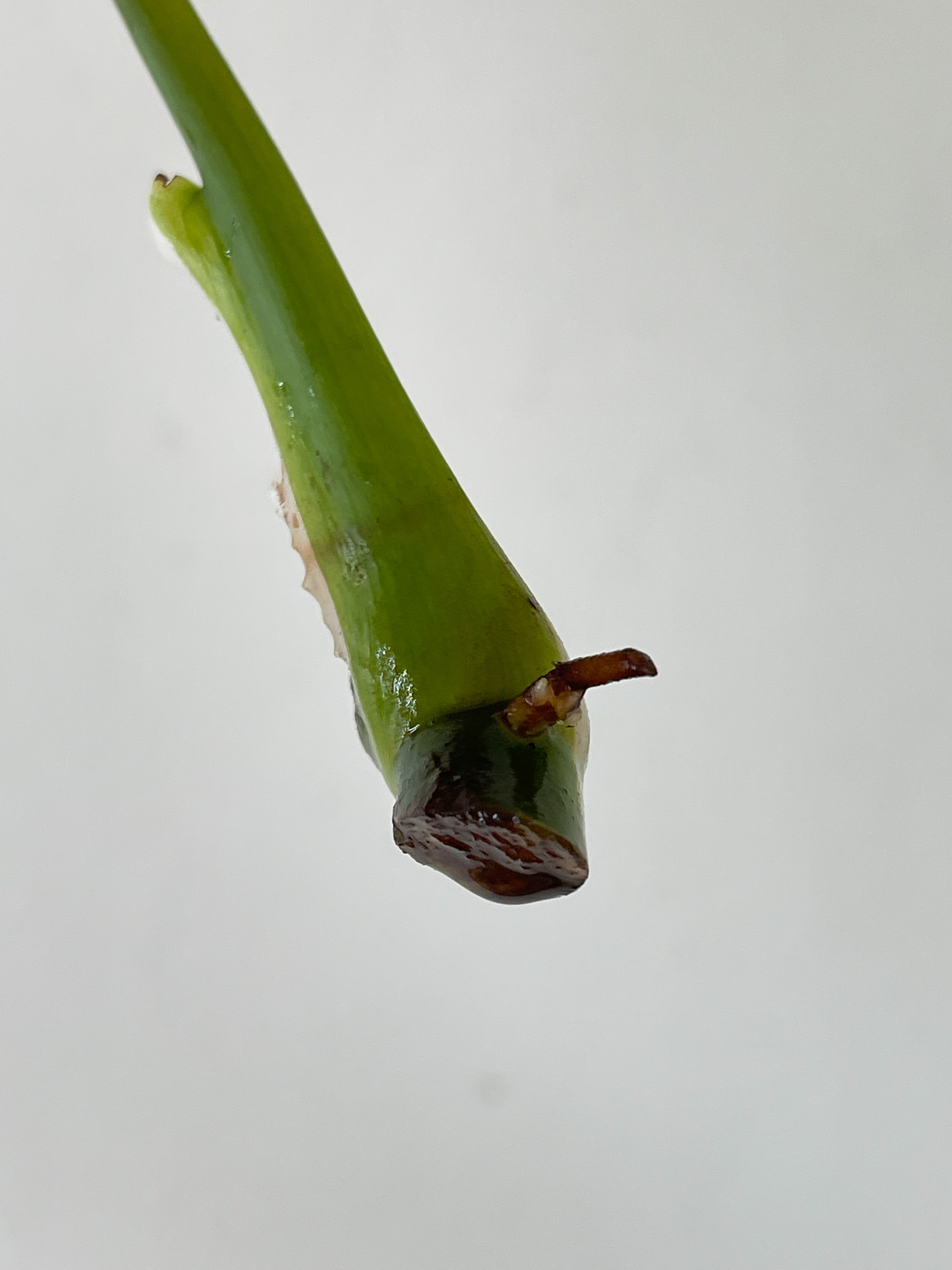 f Philodendron White Wizard Rooting Cutting with 1 new sprout