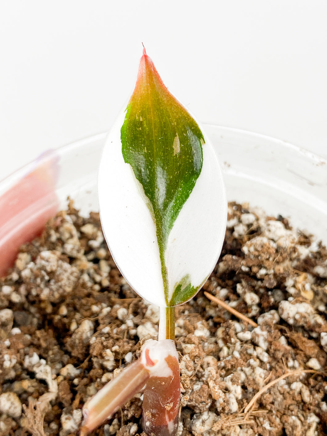Philodendron White Knight  tricolor  1 leaf  rooted
