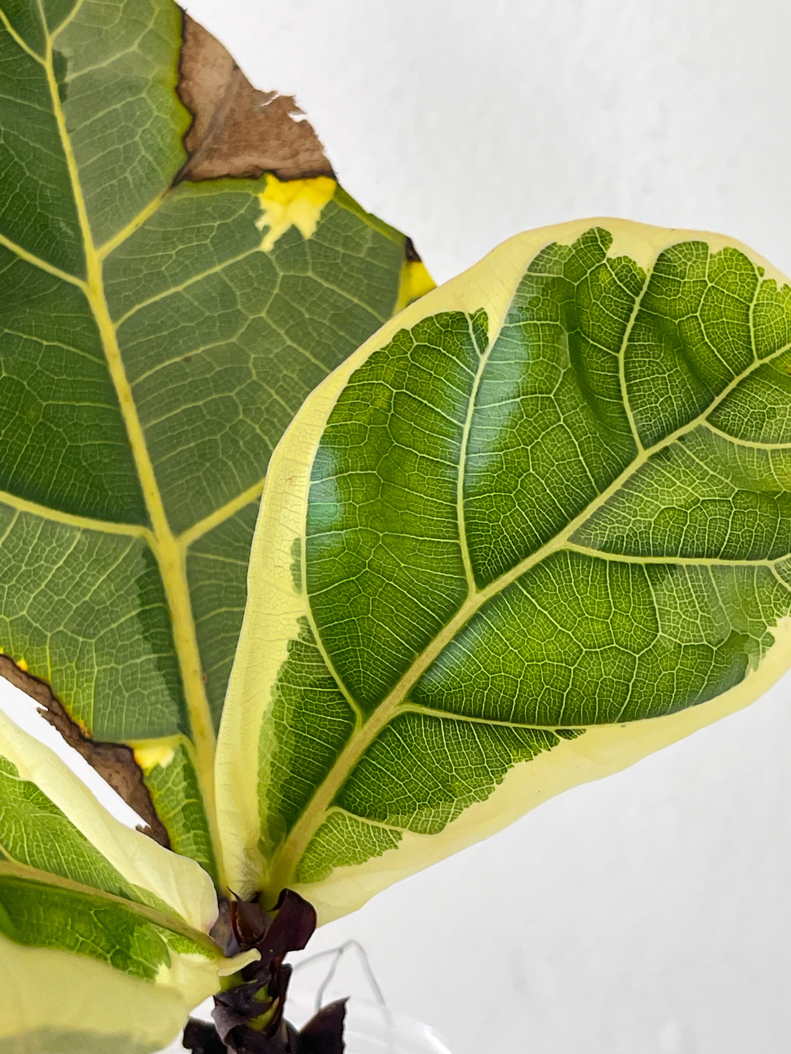 Variegated Ficus Lyrata (Variegated Fiddle Leaf Fig) Rooted 3 leaves and 2 more on the way