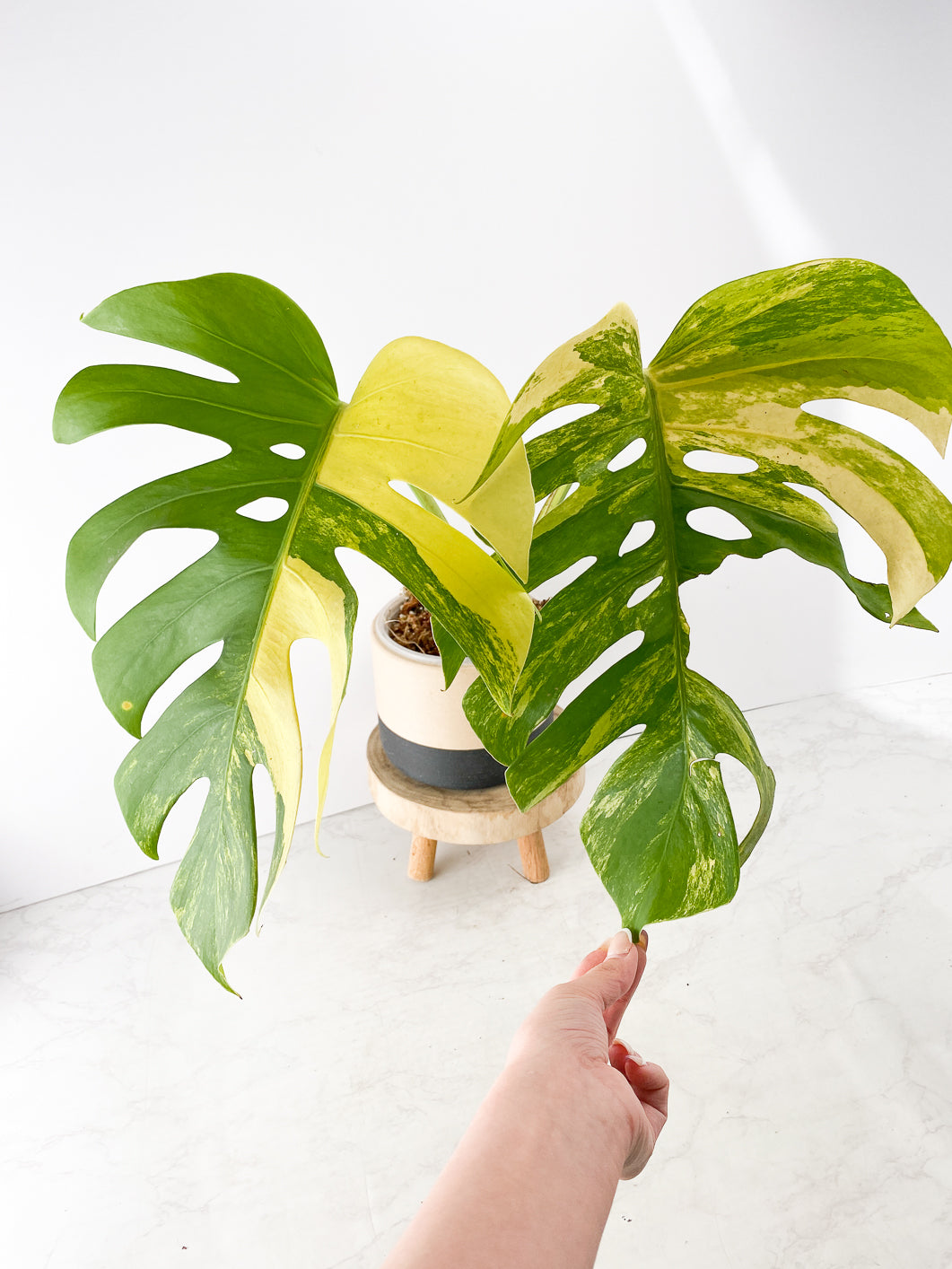 Do not buy: Monstera Aurea Tricolor Slightly Rooted 2 huge leaves top cutting