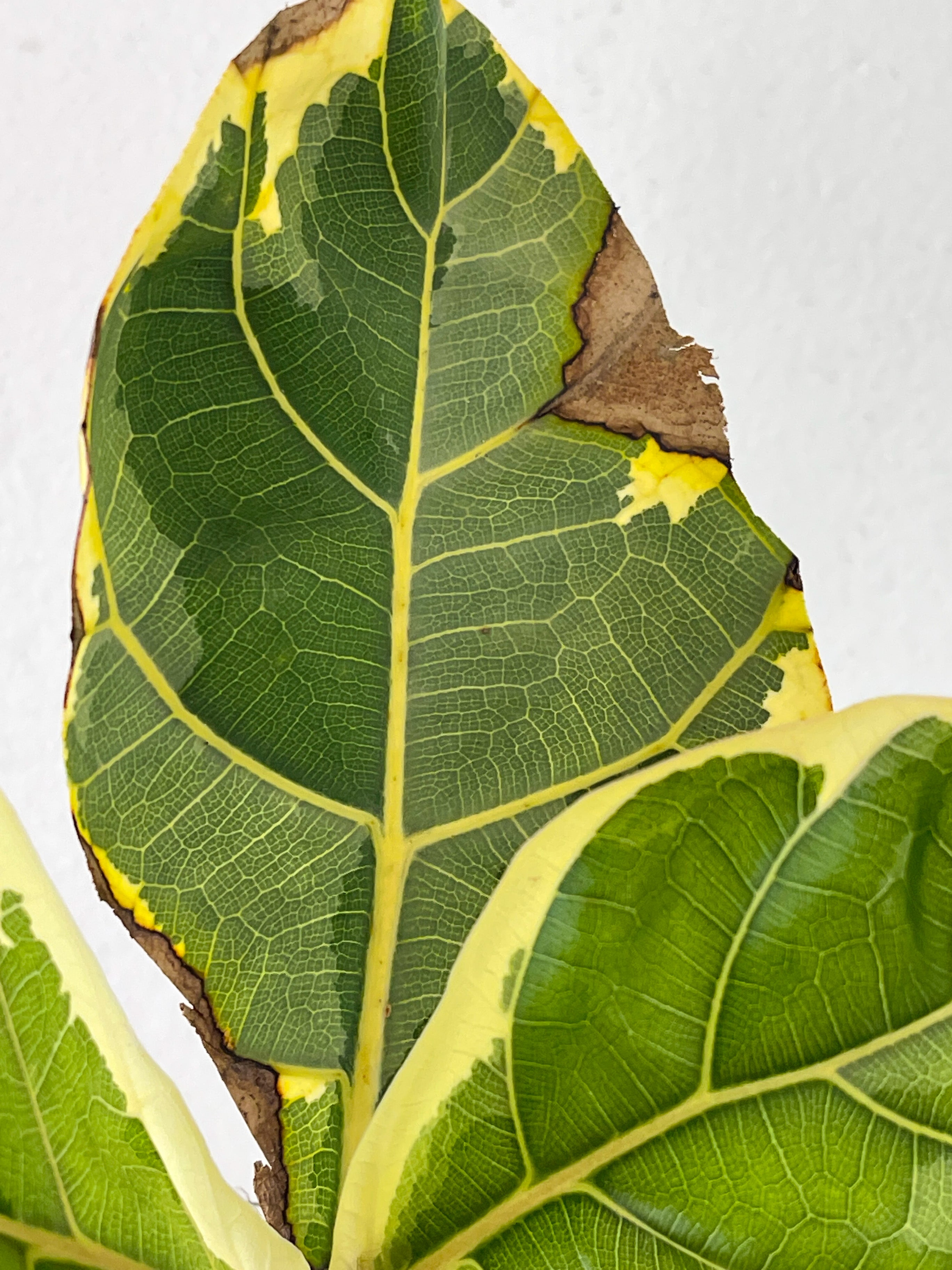 Variegated Ficus Lyrata (Variegated Fiddle Leaf Fig) Rooted 3 leaves and 2 more on the way