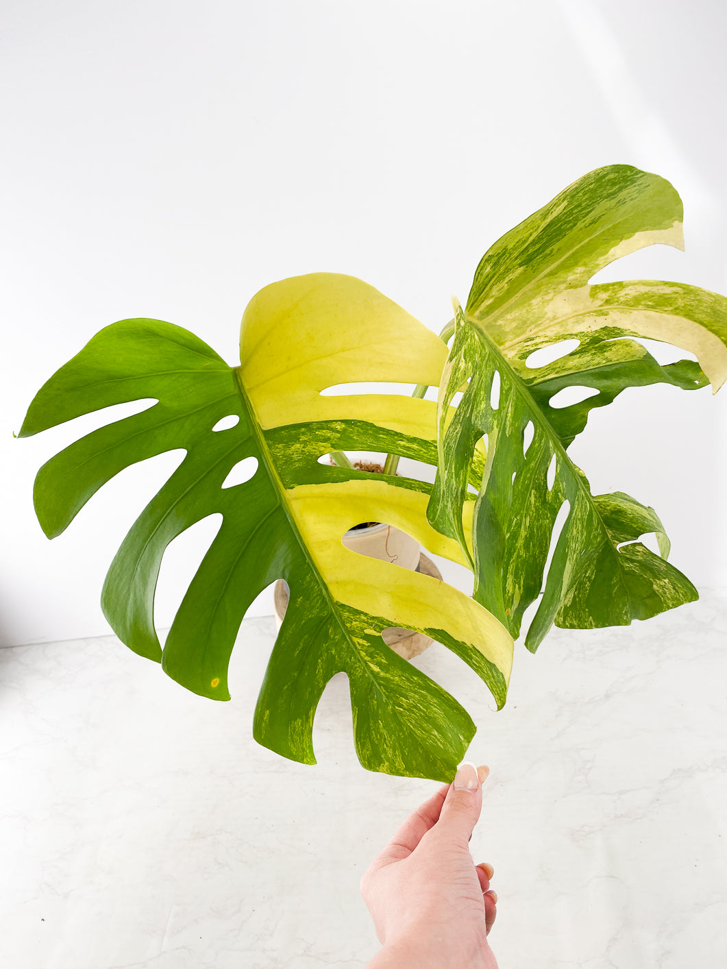 Do not buy: Monstera Aurea Tricolor Slightly Rooted 2 huge leaves top cutting